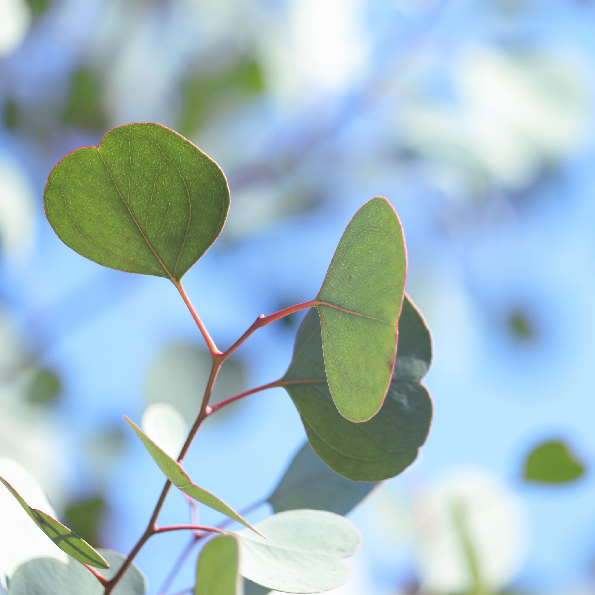 Eucalyptus Red Box Gum - Eucalyptus polyanthemos