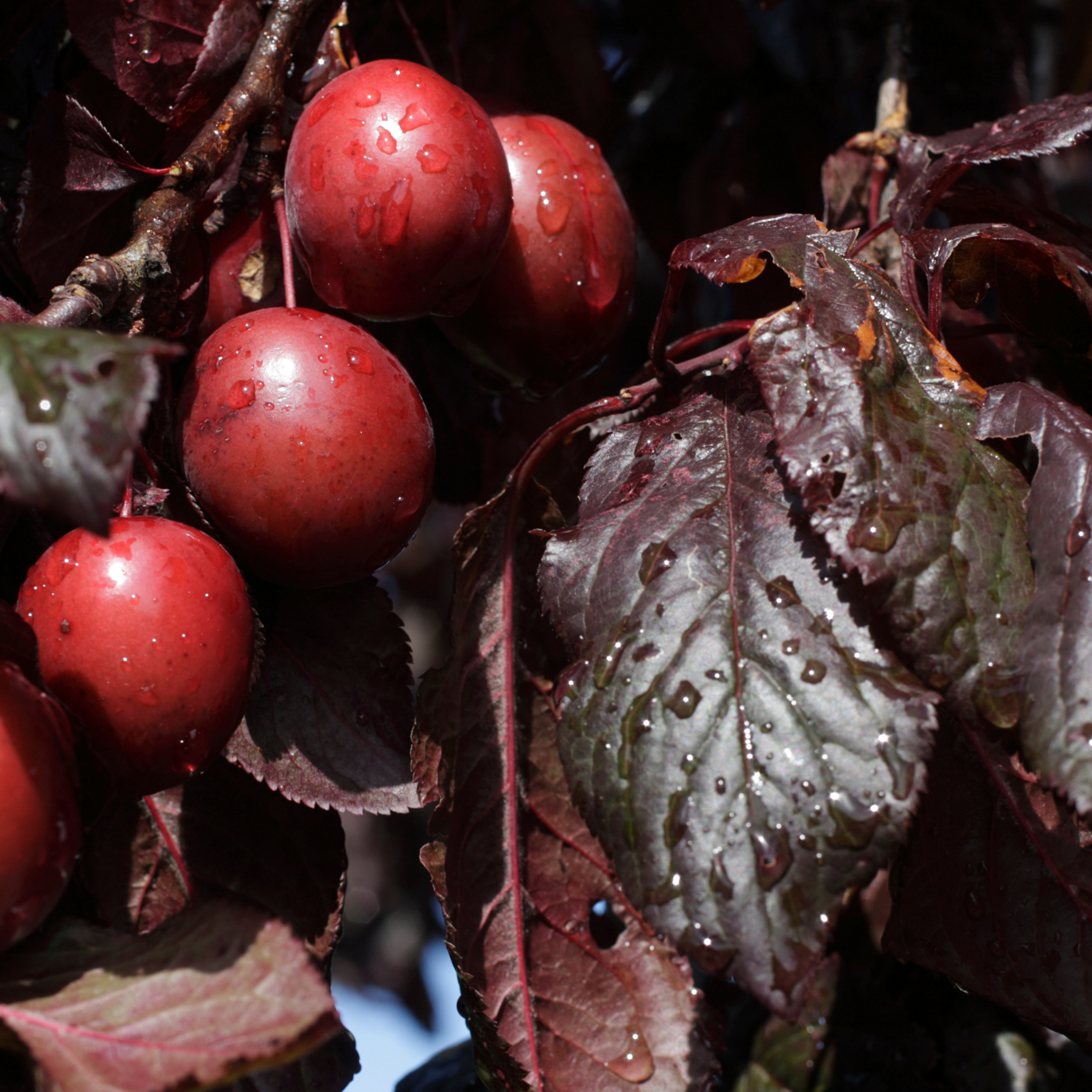 Red berries with water droplets on a leafy branch