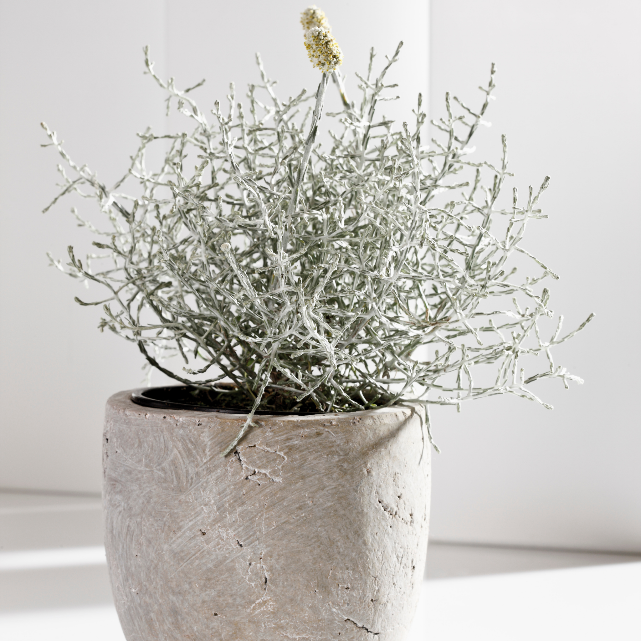 Cushion Bush - Leucophyta brownii
