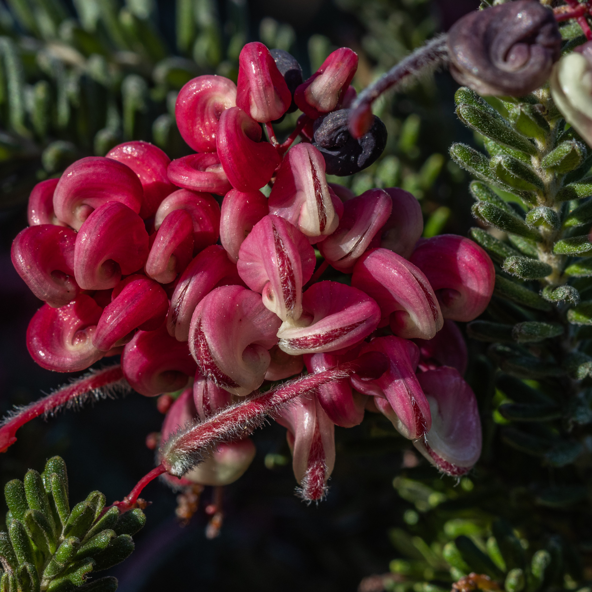 Tuckers Dwarf Spider Flower - Grevillea hybrida Tuckers Dwarf