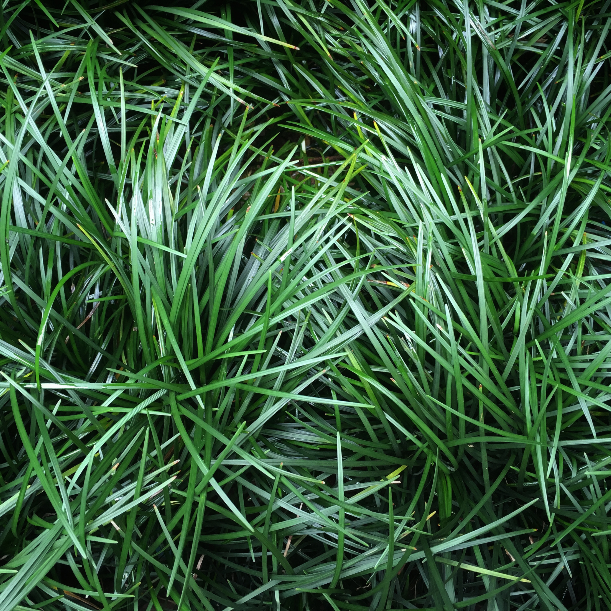 Mondo Grass - Ophiopogon japonicus
