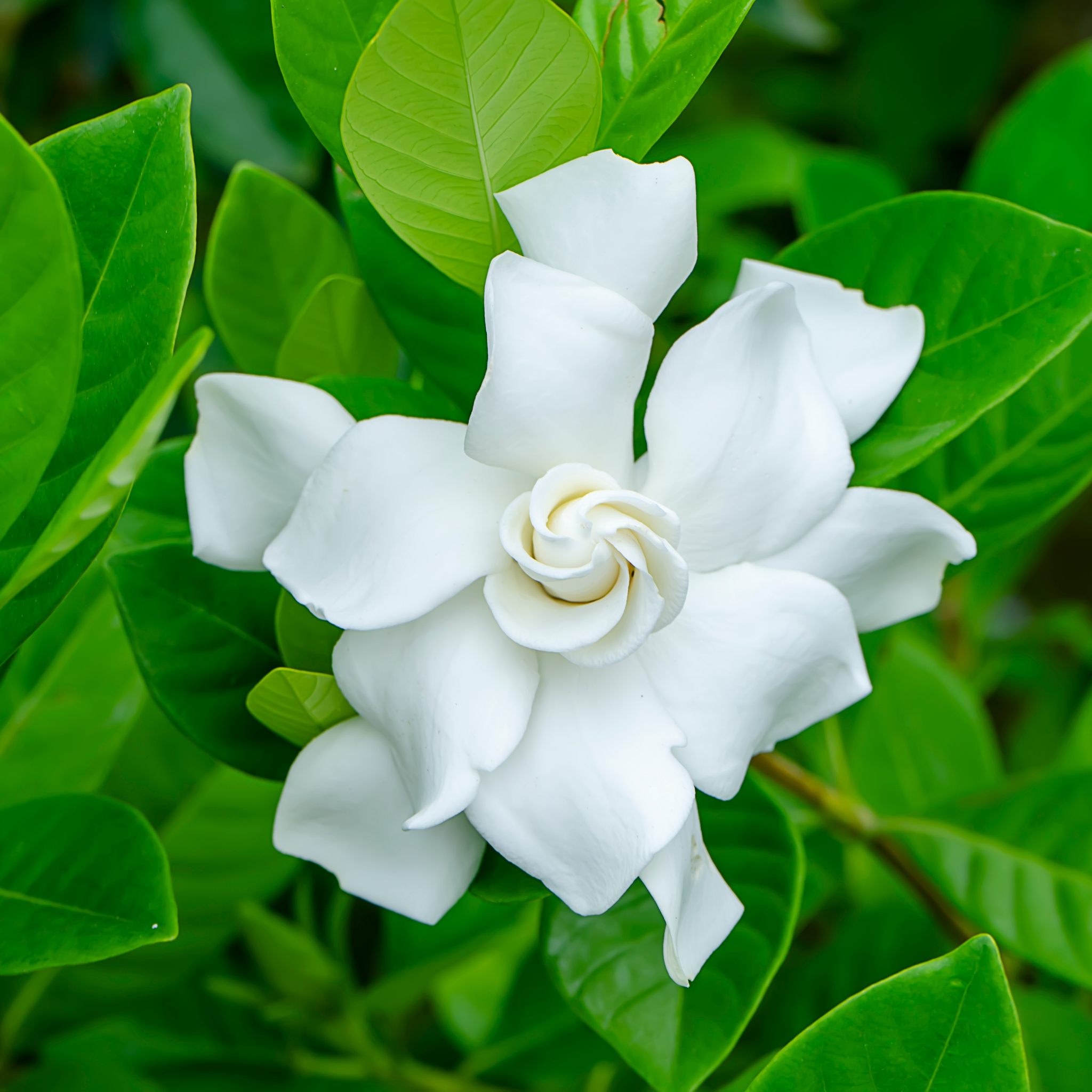Fragrant Gardenia Florida - Gardenia augusta Florida
