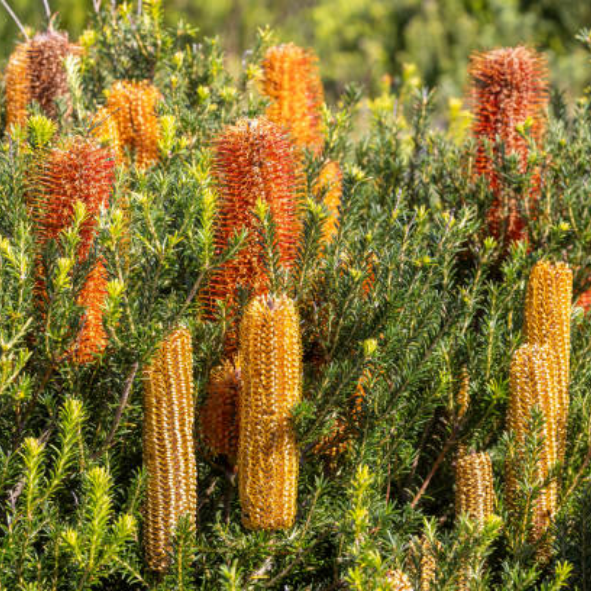 Banksia flowers with orange and yellow spikes in a natural setting