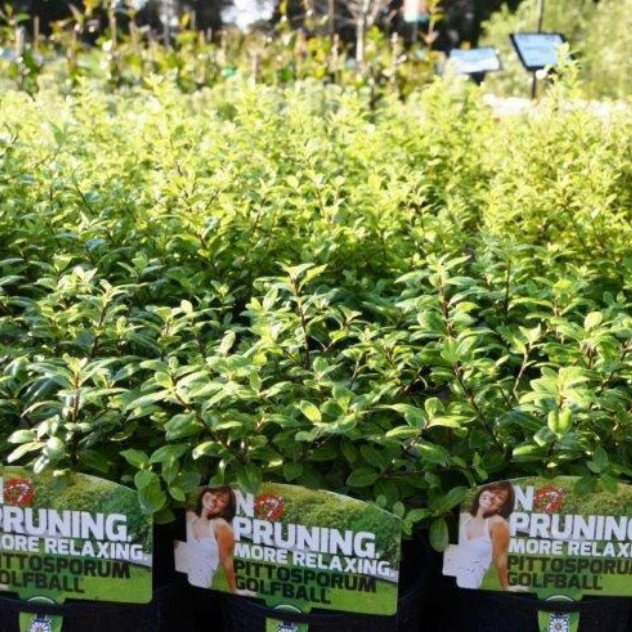 Dwarf Pittosporum Golf Ball - Pittosporum tenuifolium Golf Ball