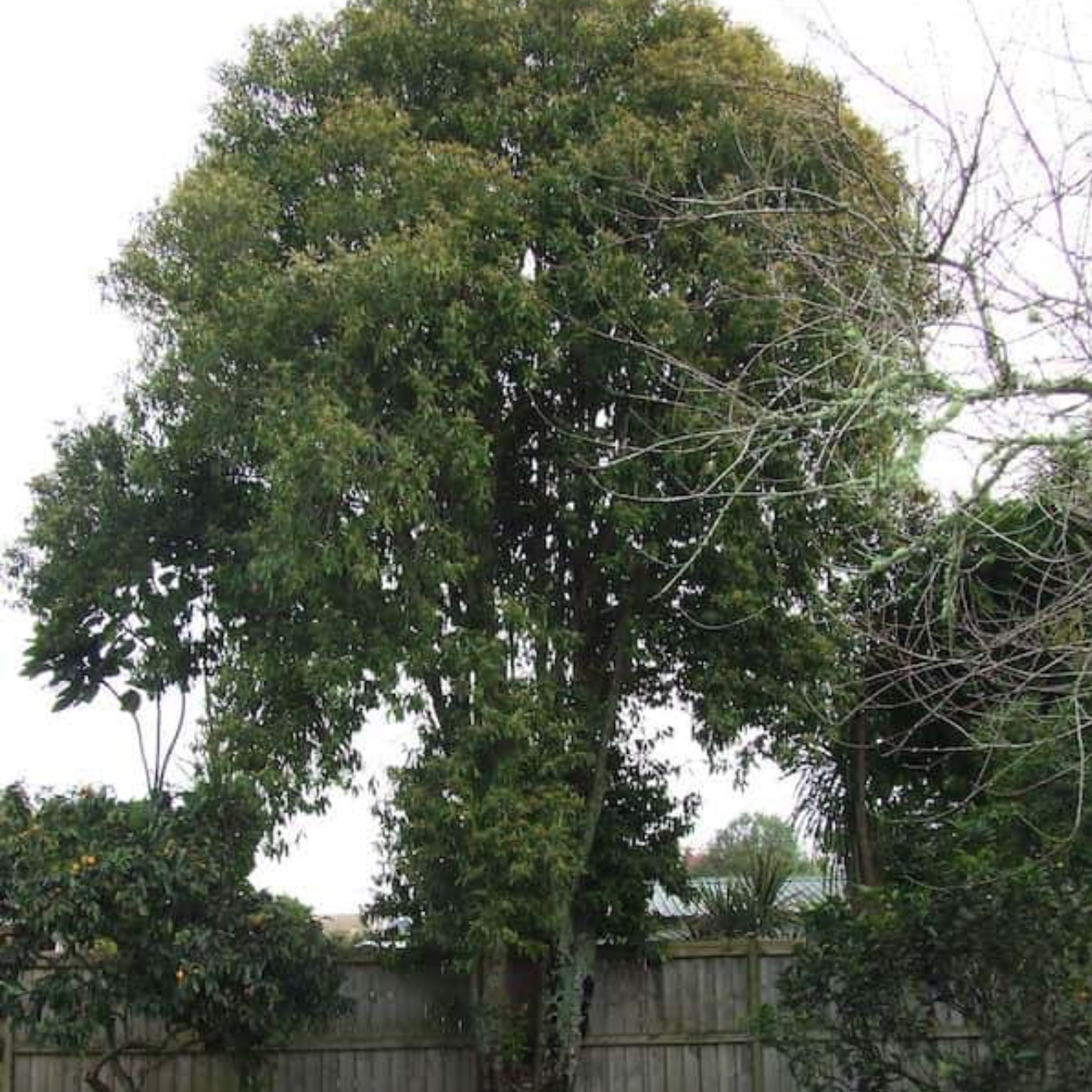 Tree with green leaves against a cloudy sky
