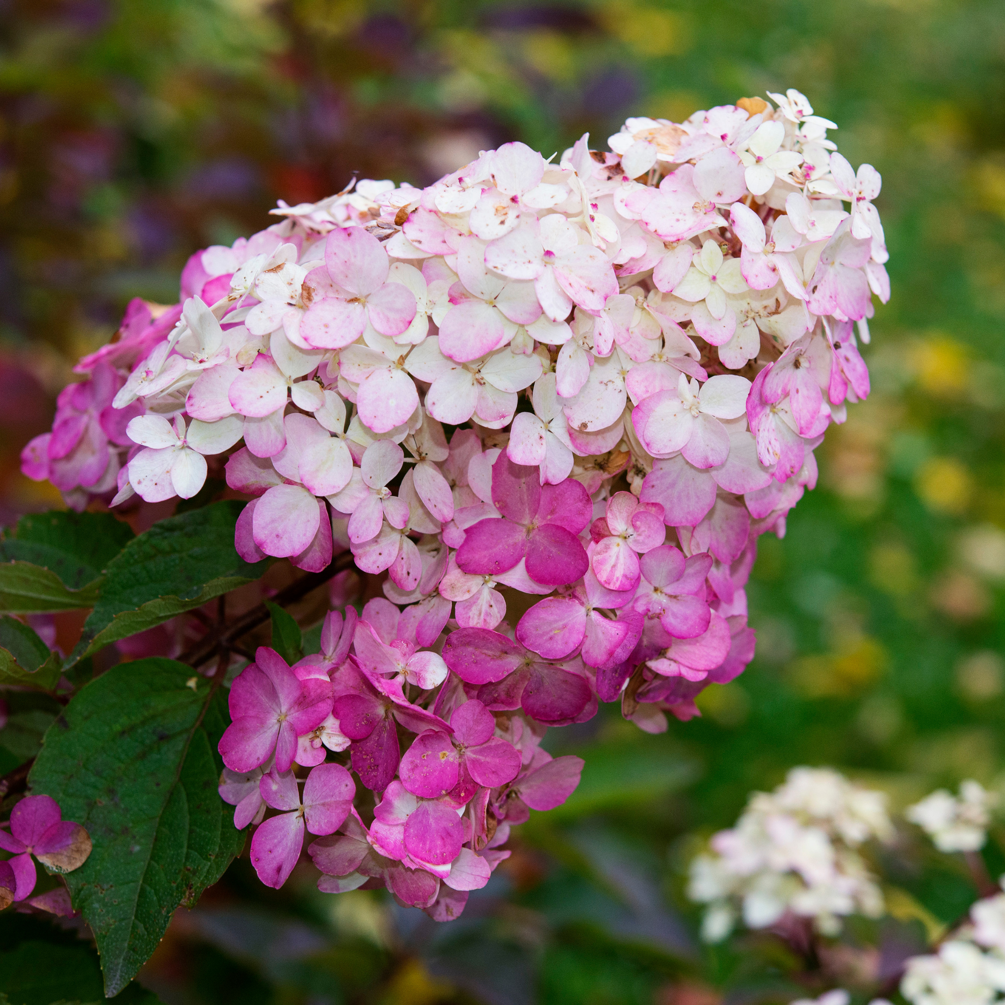 Panicled Hydrangea - Hydrangea paniculata Sundae Fraise
