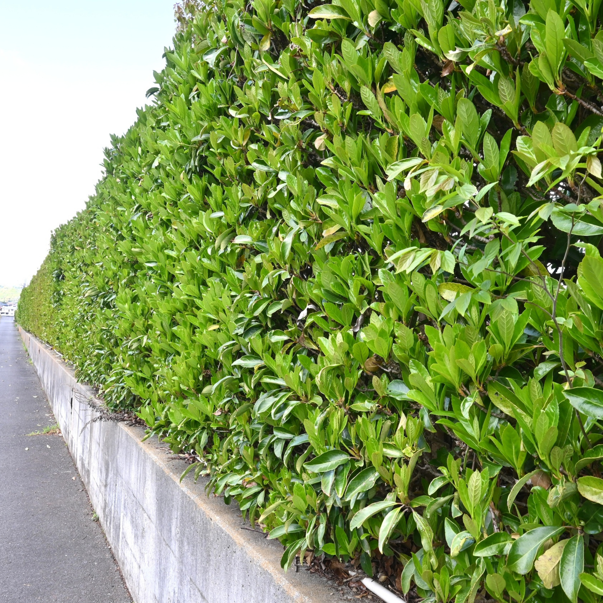 Row of green shrubs lining a road