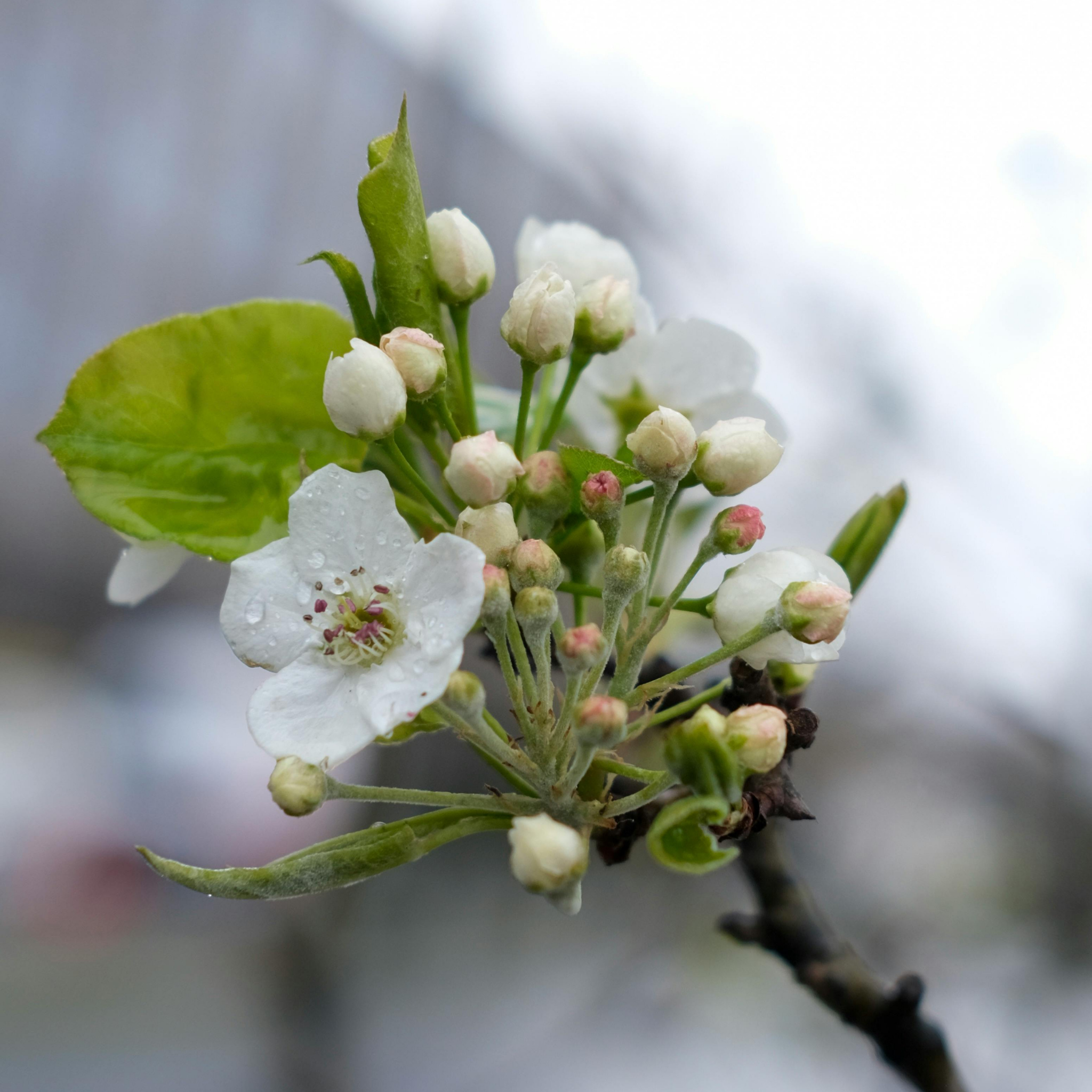 Ornamental Callery Pear Bradford - Pyrus calleryana Bradford