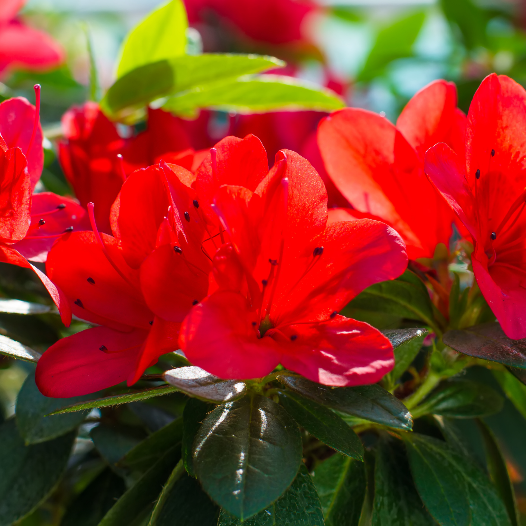 Close-up of vibrant red flowers with green leaves in a natural setting