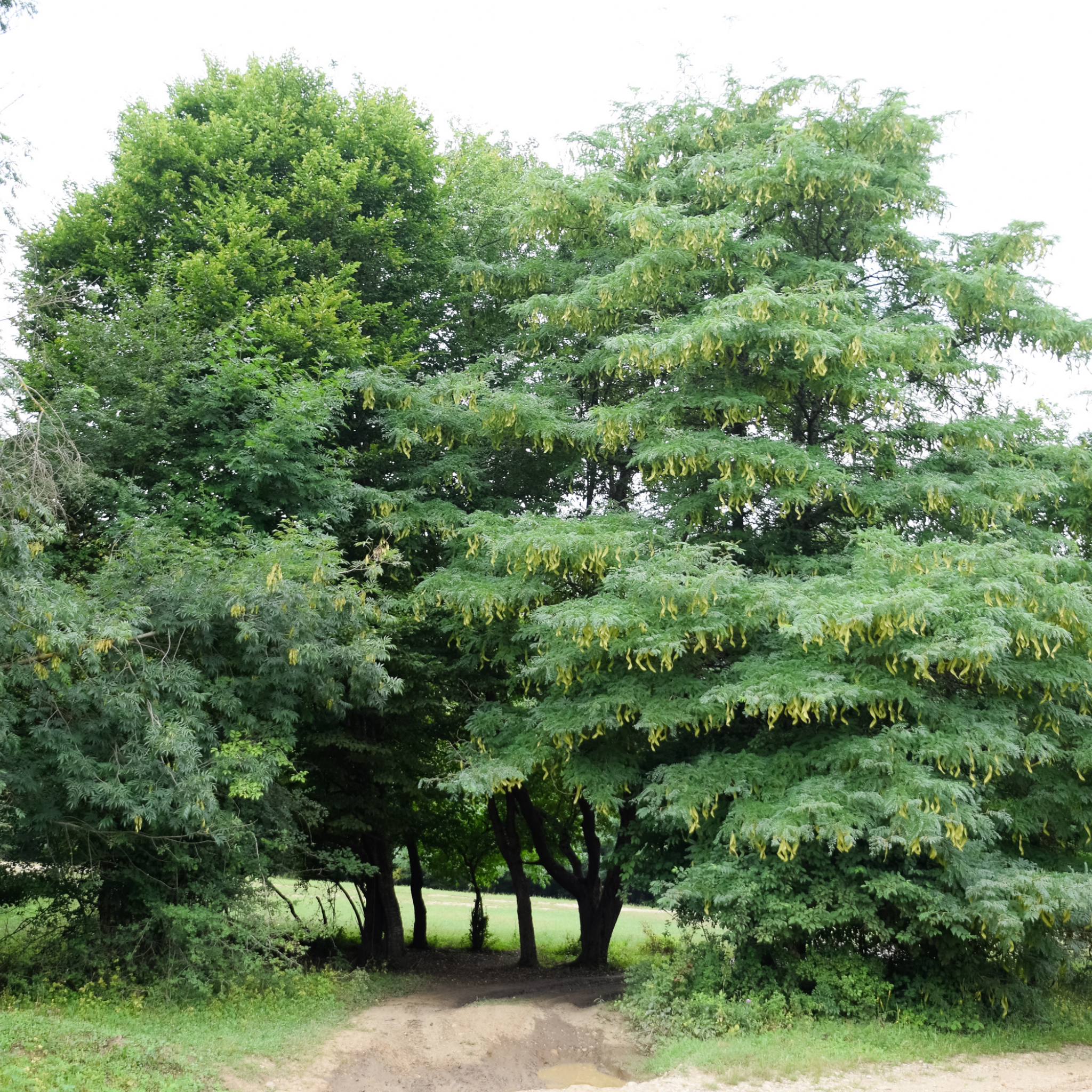 Golden Honey Locust - Gleditsia triacanthos inermis Sunburst