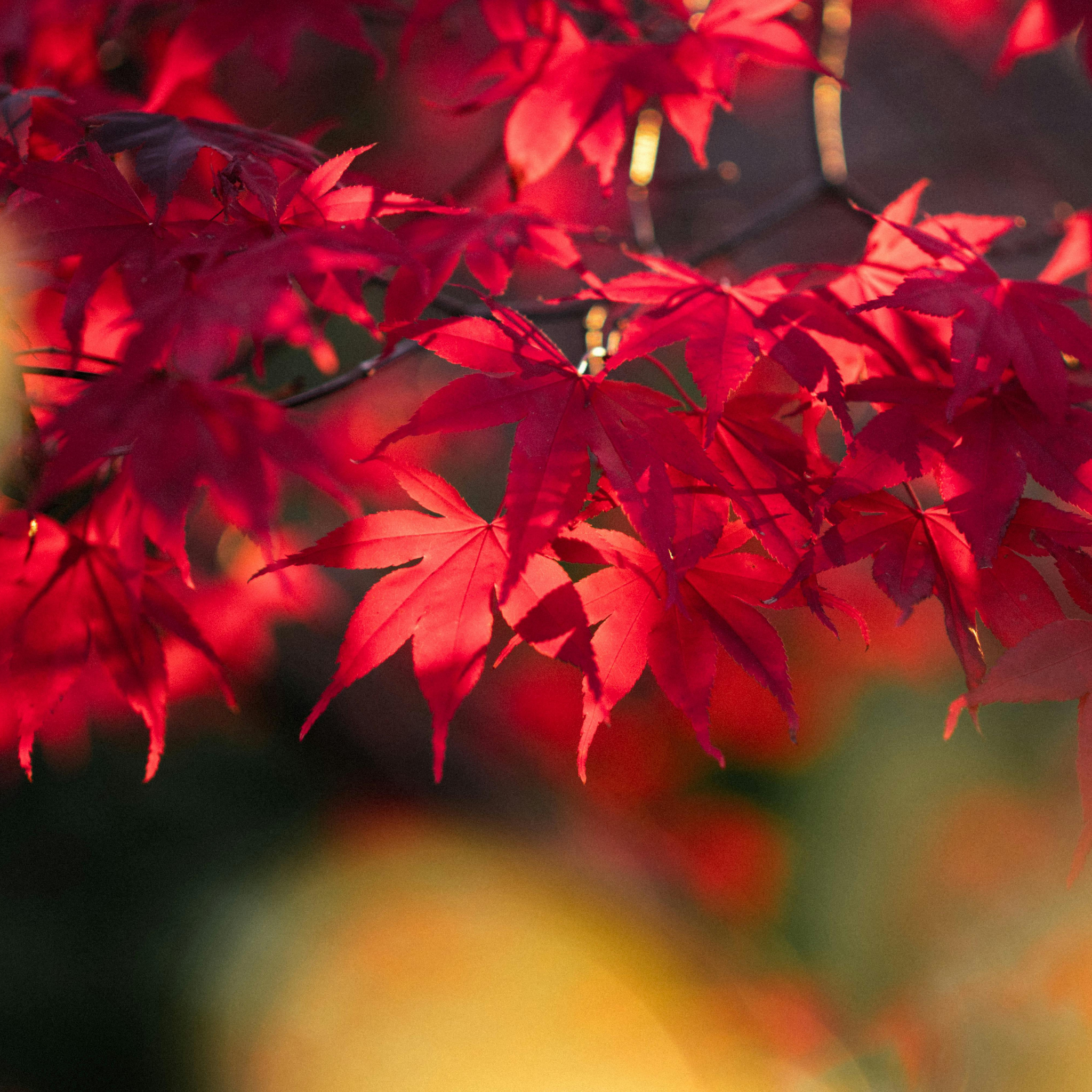 Close-up of vibrant red maple leaves with a blurred background