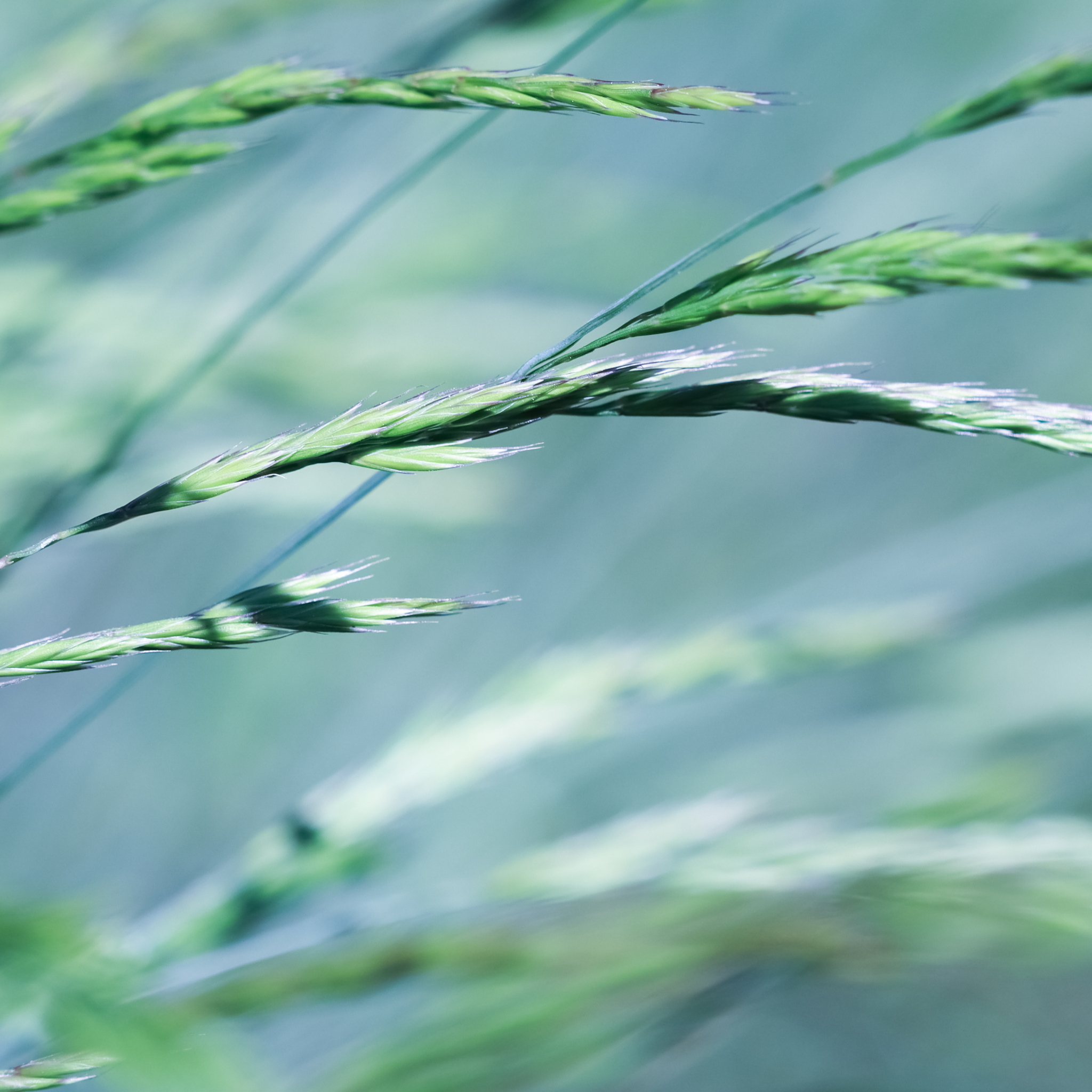 Blue Fescue - Festuca glauca