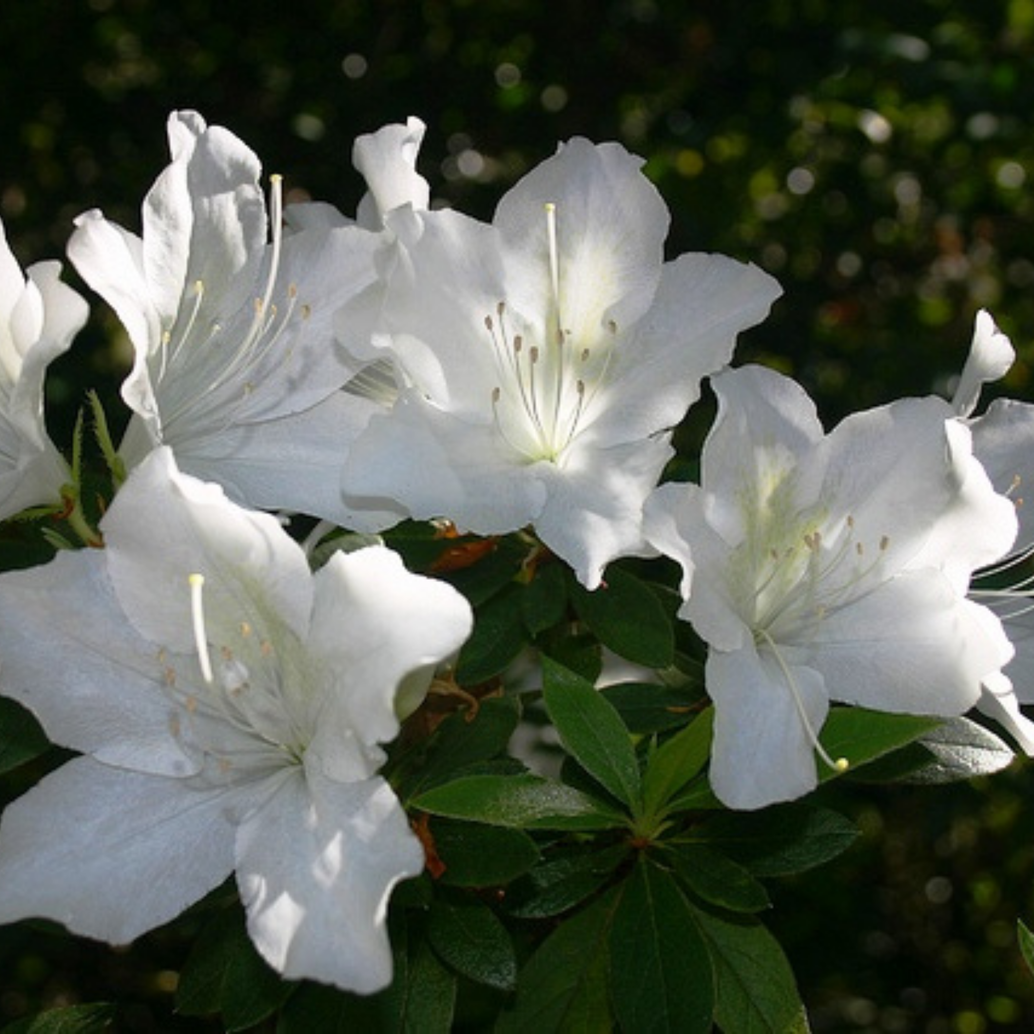 Close-up of white flowers with green leaves on a blurred natural background