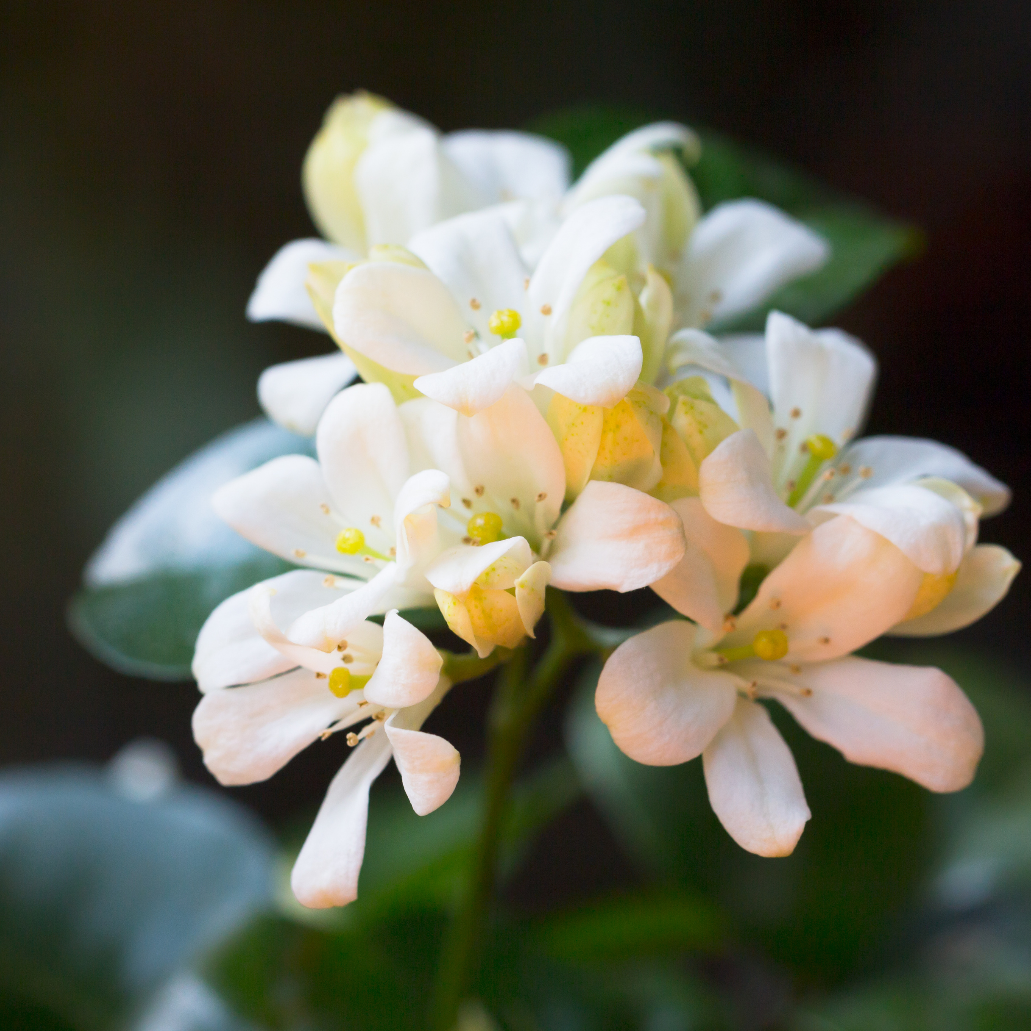 Orange Jessamine - Murraya paniculata