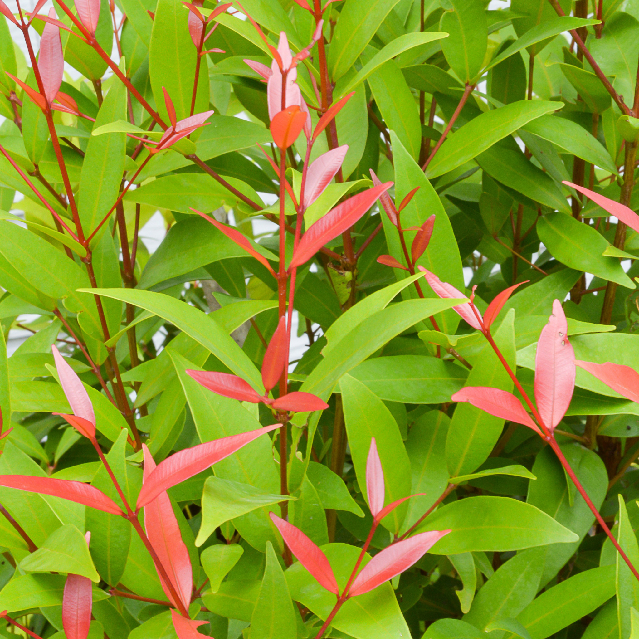 Lilly Pilly Cherry Surprise - Acmena smithii 'Cherry Surprise'