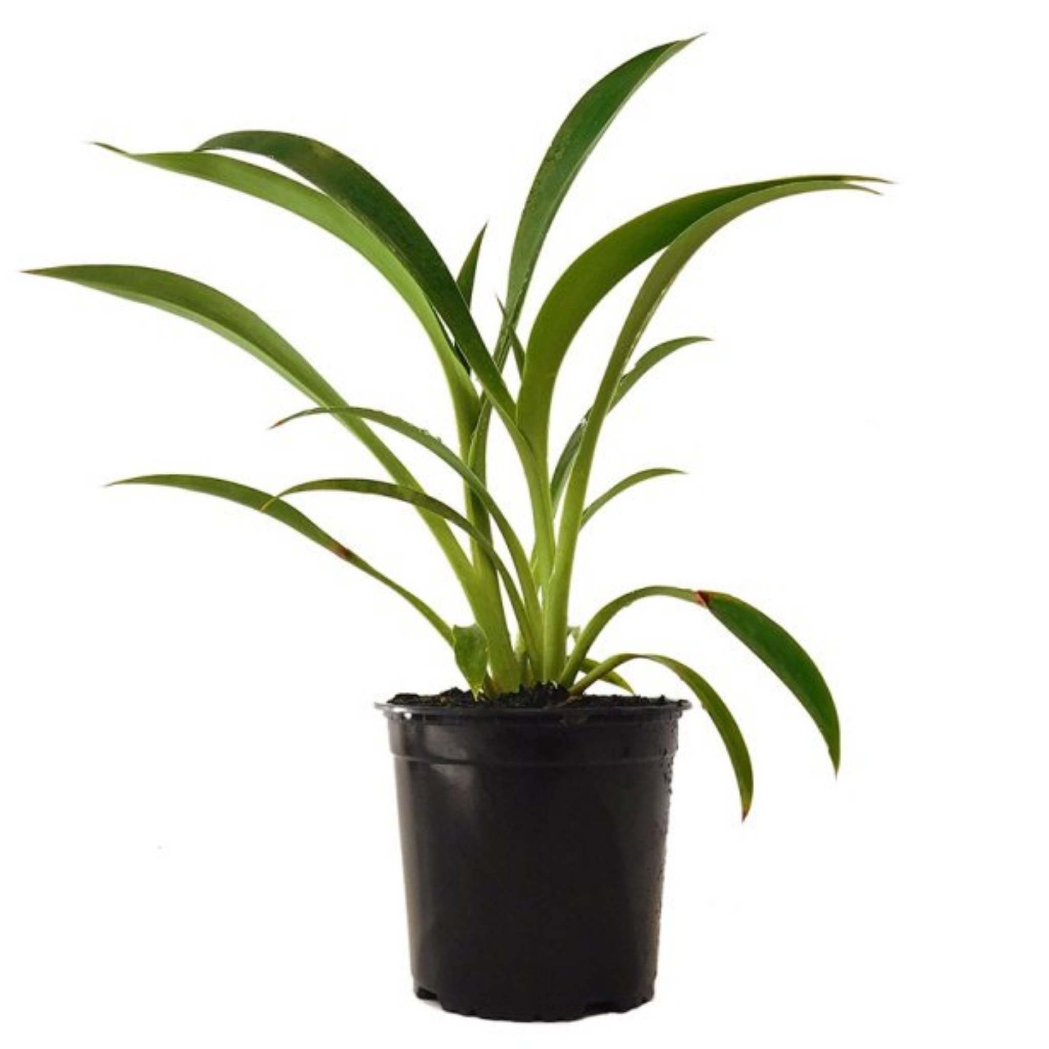 New Zealand Rock Lily 'Matapouri Bay' - Arthropodium cirratum