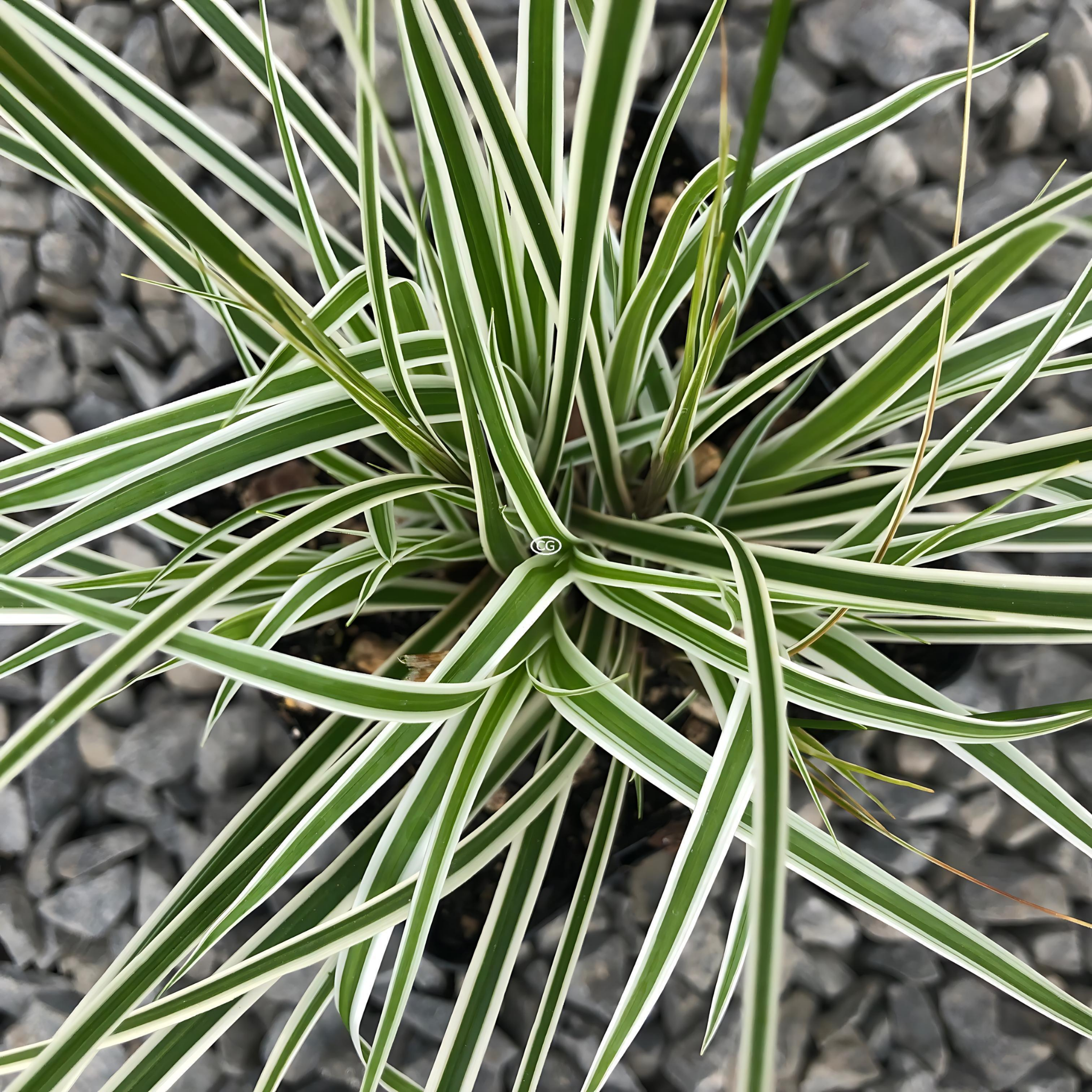 Striking plant with green and white leaves on a gray stone background