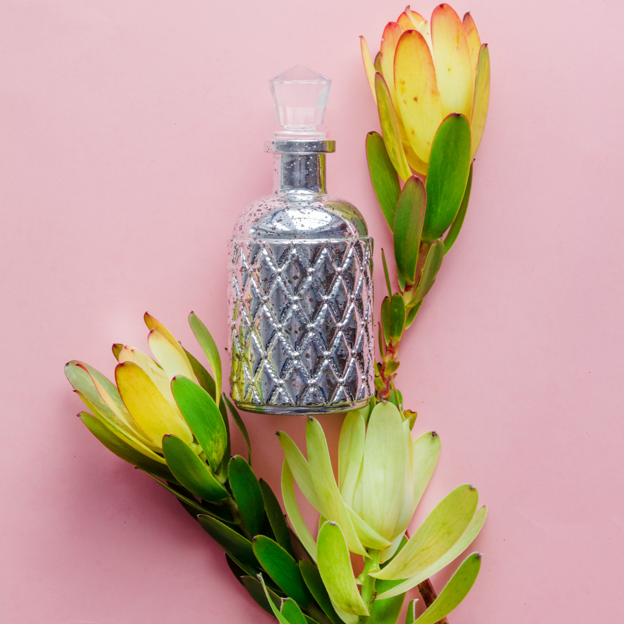 Safari Goldstrike Conebush - Leucadendron salignum Safari Goldstrike