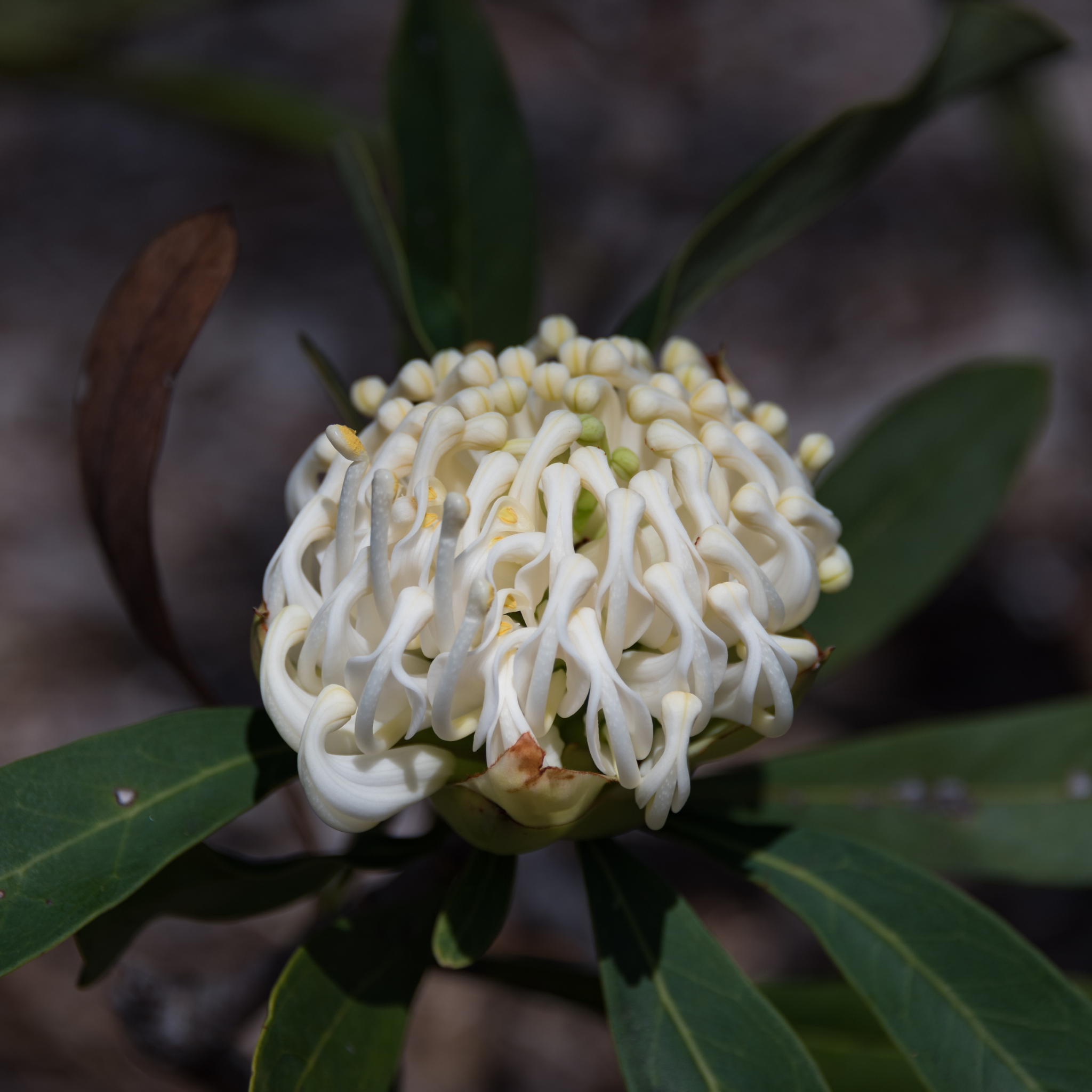 Waratah 'Shady Lady White' - Telopea speciosissima oreades Shady Lady White