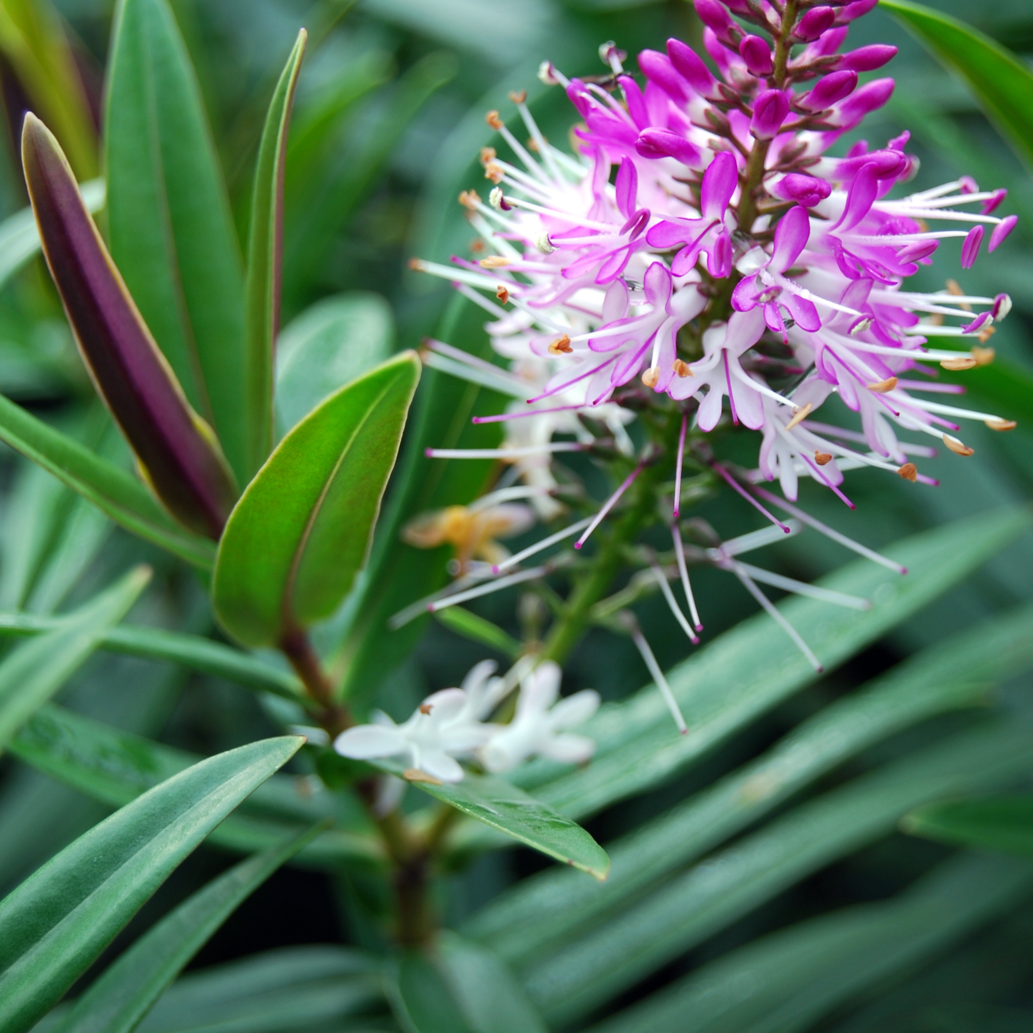 Hebe hybrida Marie Antoinette