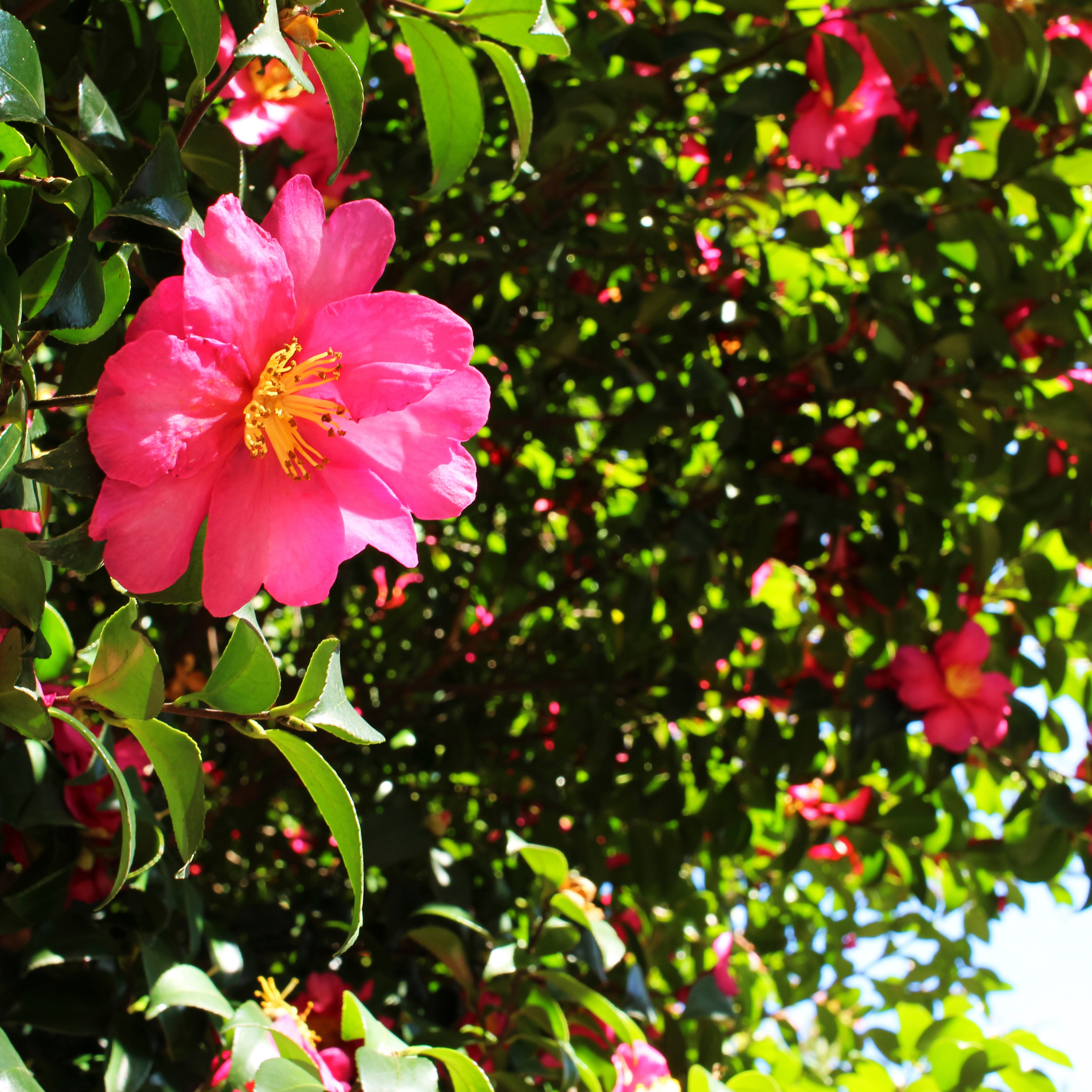 Pink flowers with green leaves in a natural setting