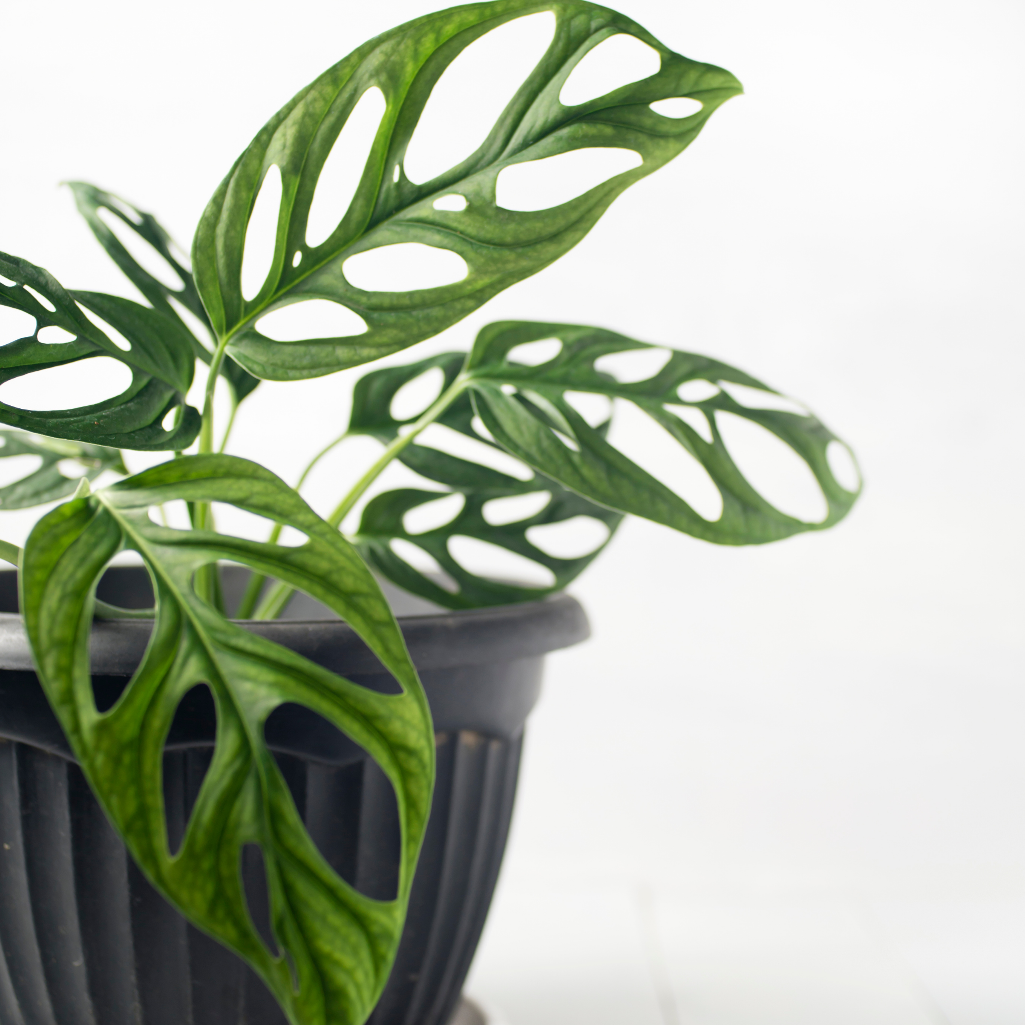 Swiss Cheese Vine - Monstera adansonii
