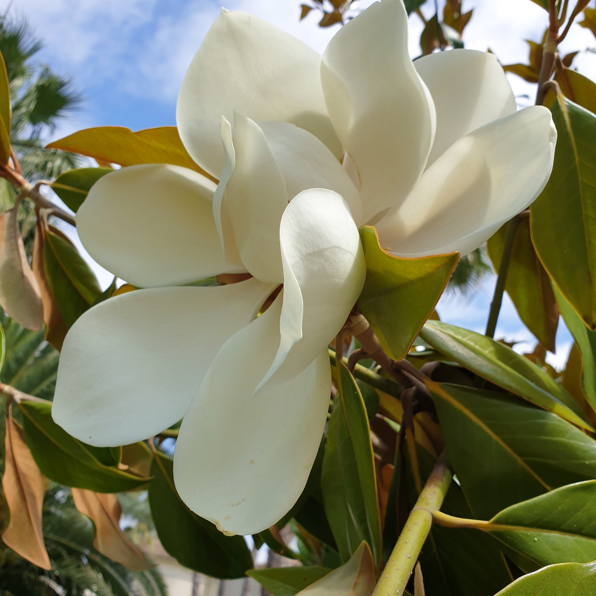 Southern Magnolia - Magnolia grandiflora 'Coolwyn Gloss'