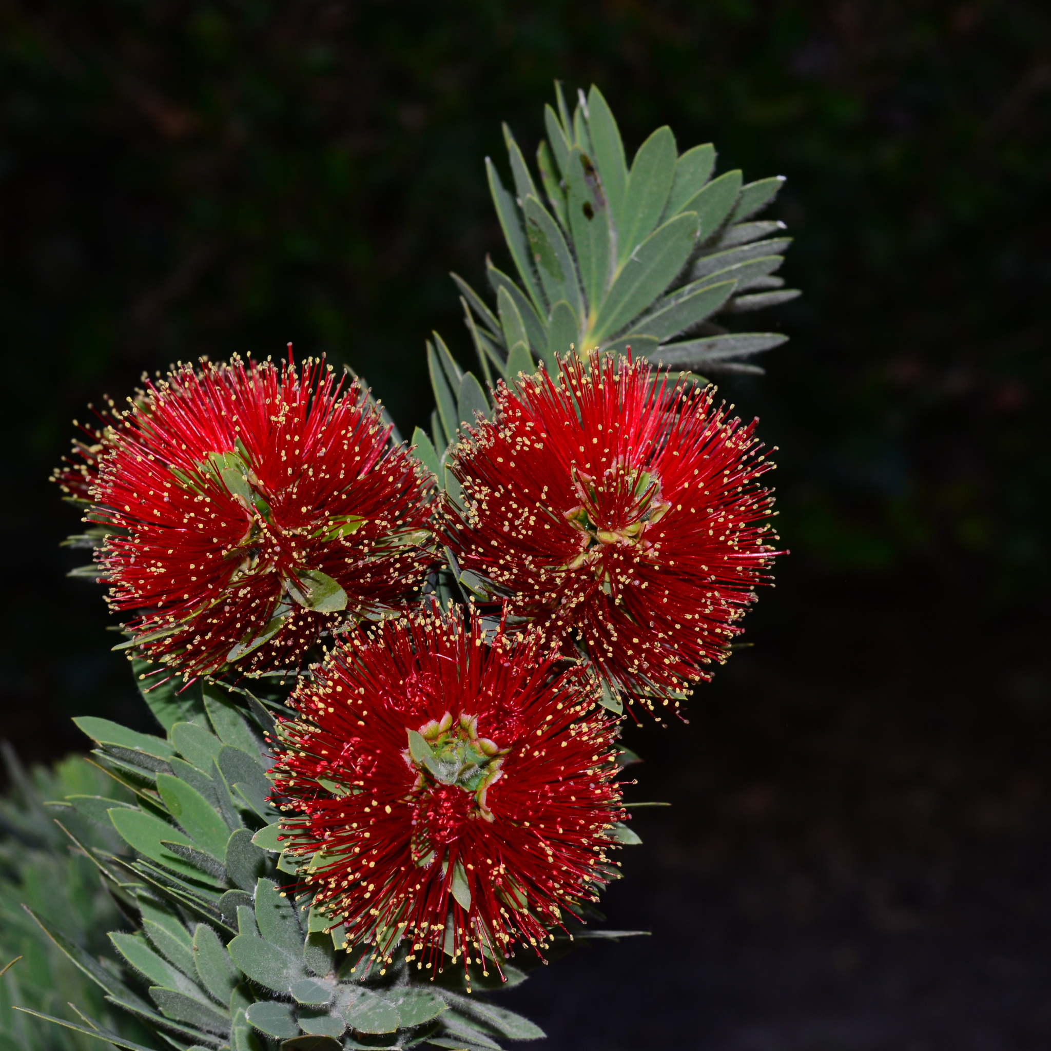 Dwarf Bottlebrush Little John - Callistemon viminalis 'Little John'