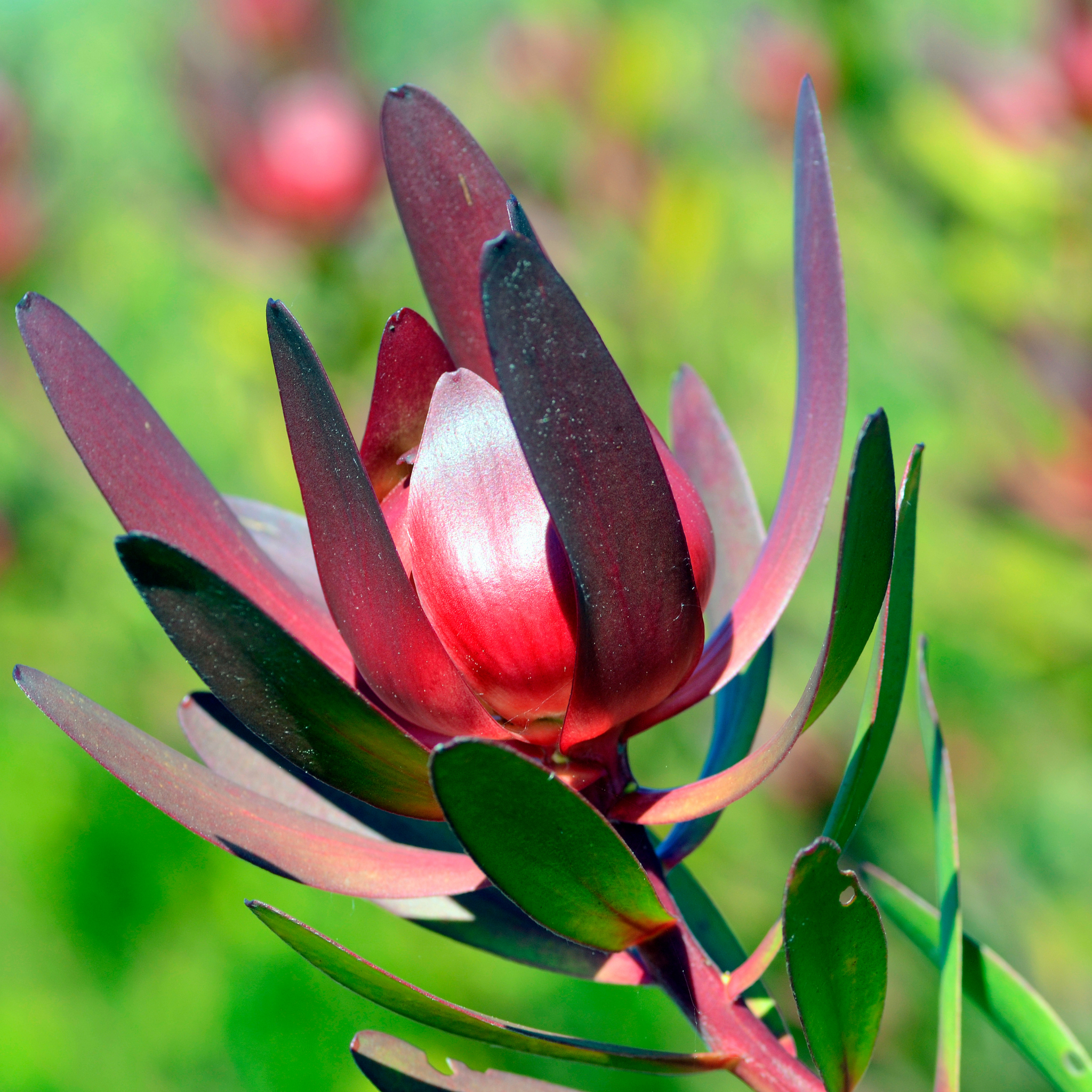 Safari Sunset Conebush - Leucadendron laureolum Safari Sunset