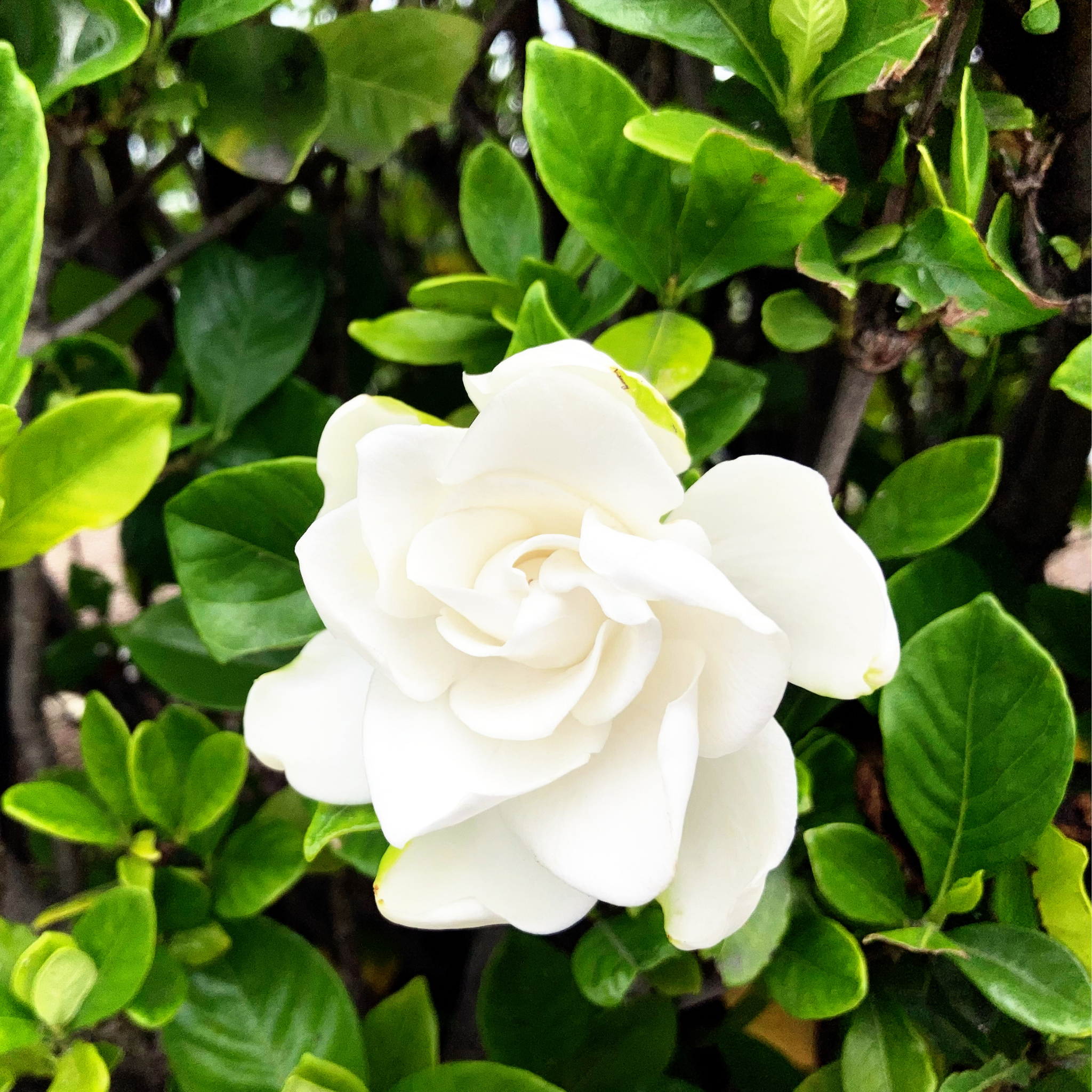 Fragrant Gardenia augusta Professor Pucci - Gardenia augusta Professor Pucci