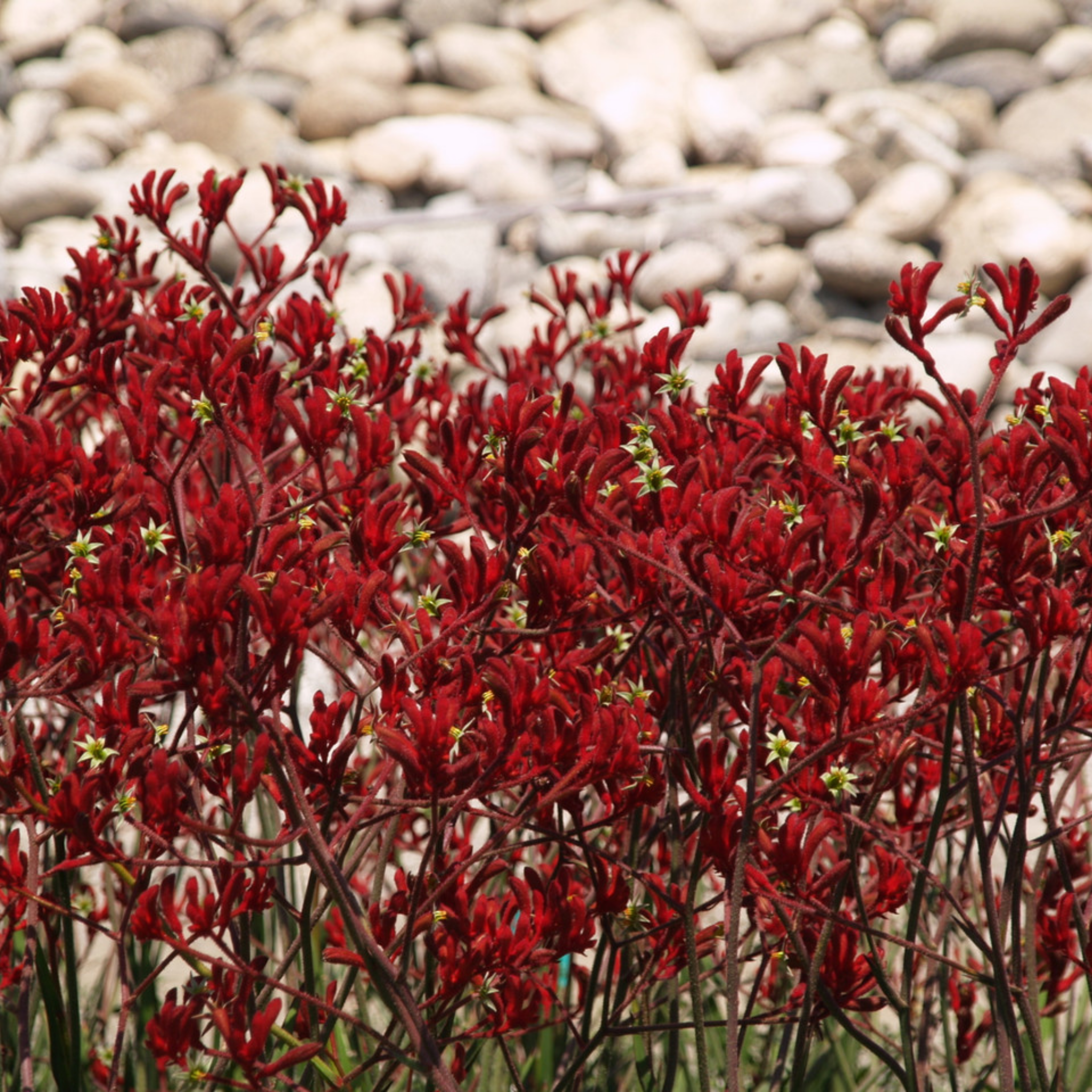 Tall Red Kangaroo Paw 'Big Red' - Anigozanthos hybrida
