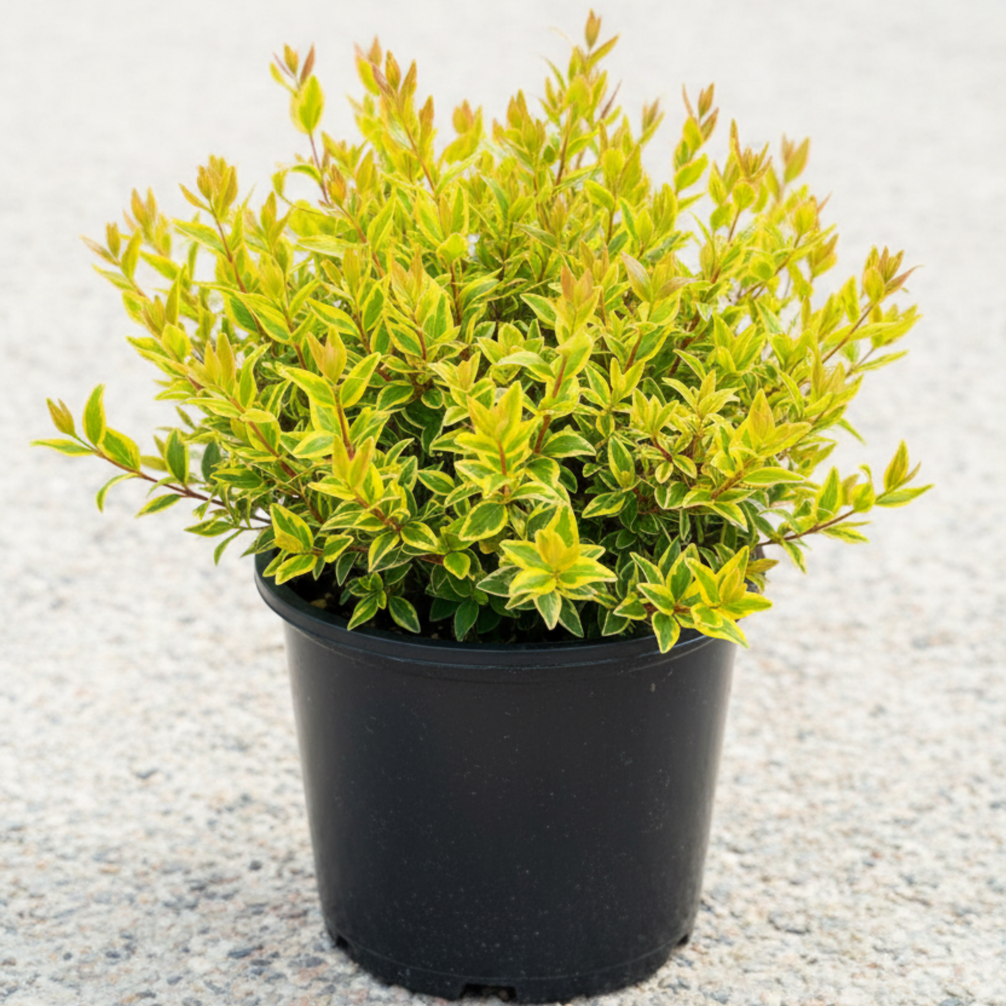 Glossy Abelia Lime Splice - Abelia grandiflora 'Lime Splice'