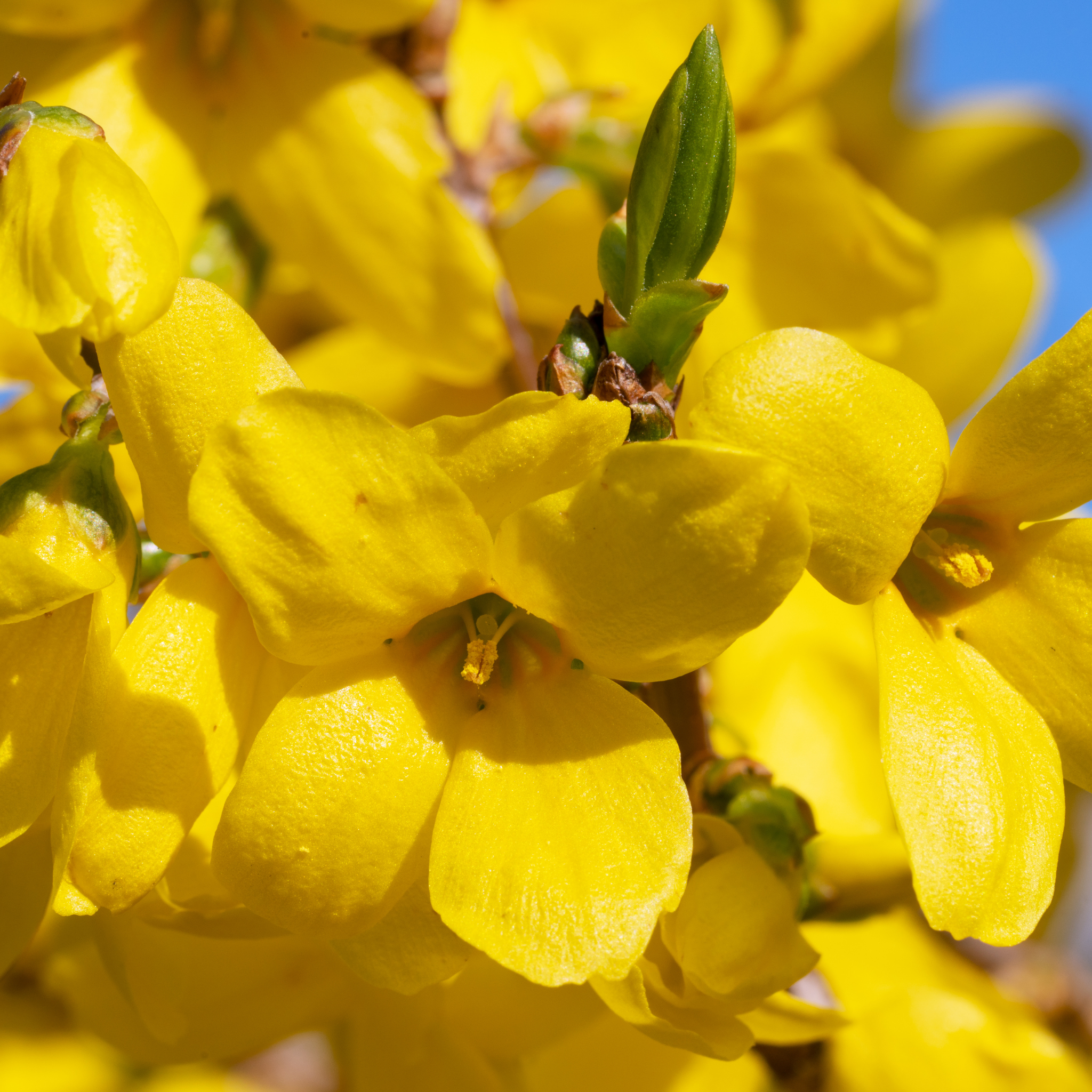Border Forsythia - Forsythia intermedia Beatrix Farrand