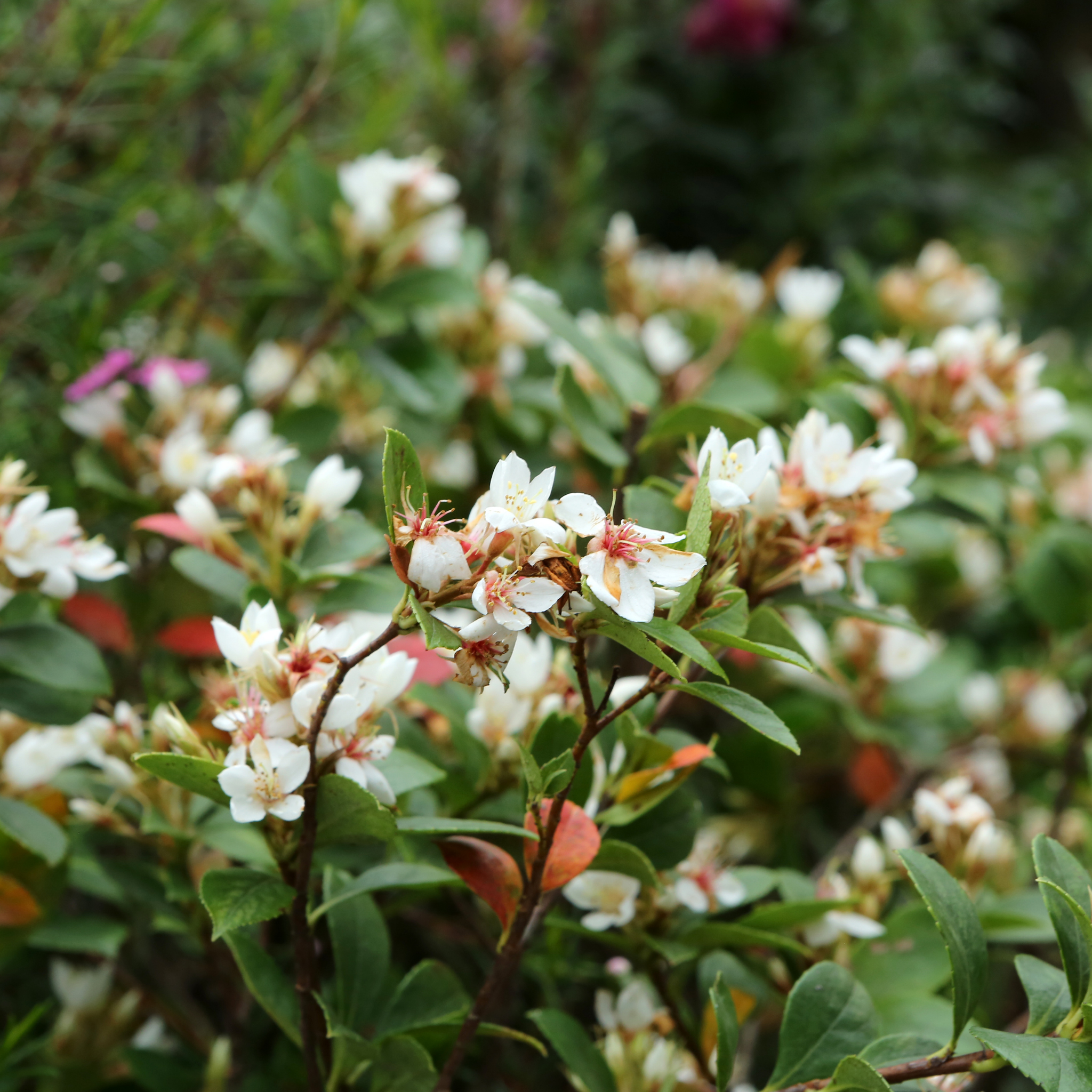 Dwarf Indian hawthorn Minikin - Rhaphiolepis indica Minikin