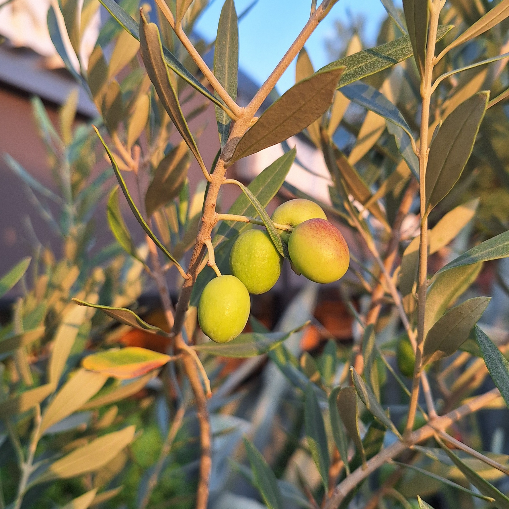 Dwarf Olive Garden Harvest - Olea europaea Garden Harvest