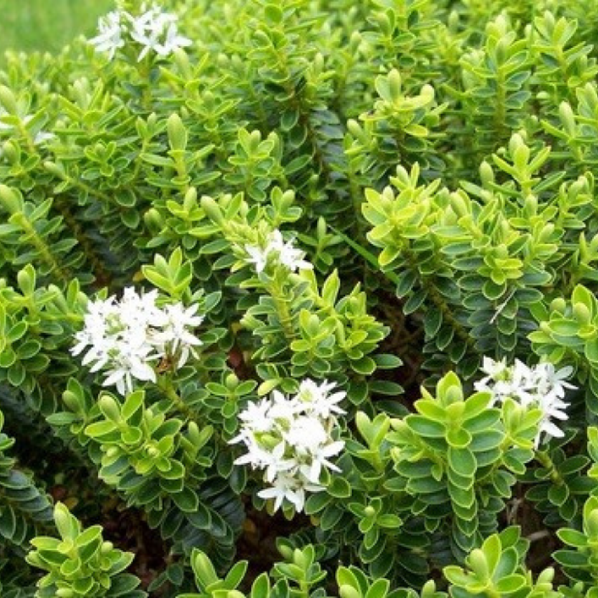 Boxwood Hebe - Hebe buxifolia
