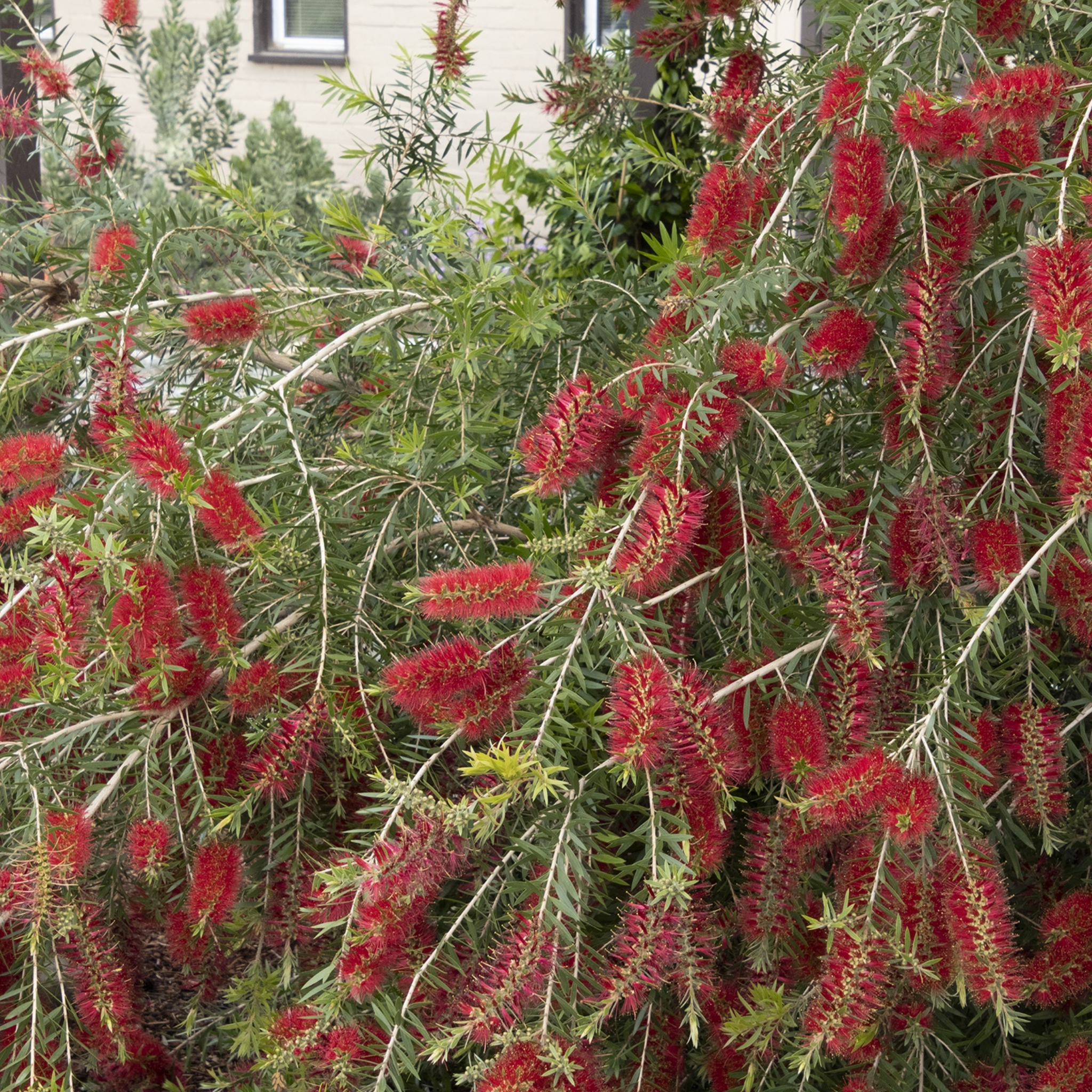 Slim Bottlebrush - Callistemon viminalis 'Slim'