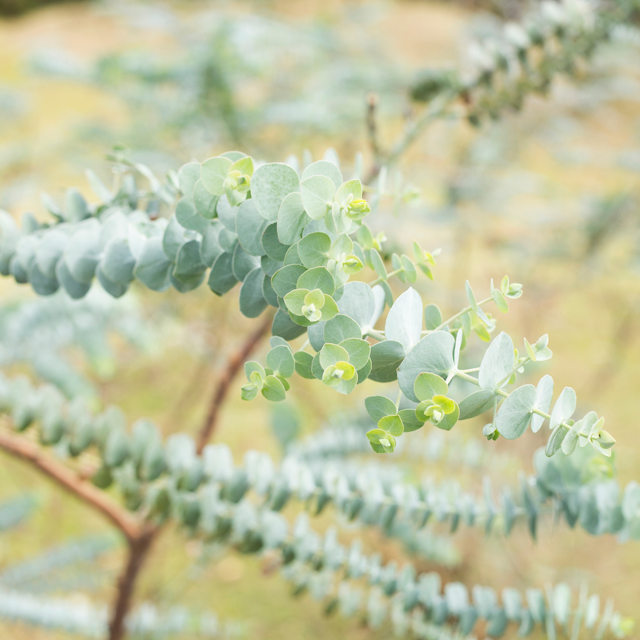 Silver Leaved Mountain Gum - Eucalyptus pulverulenta