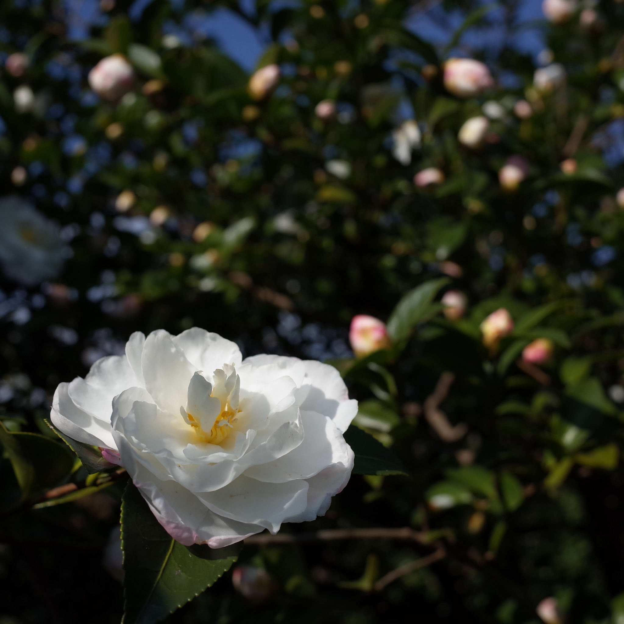 Camellia Pure Silk - Camellia sasanqua 'Pure Silk'