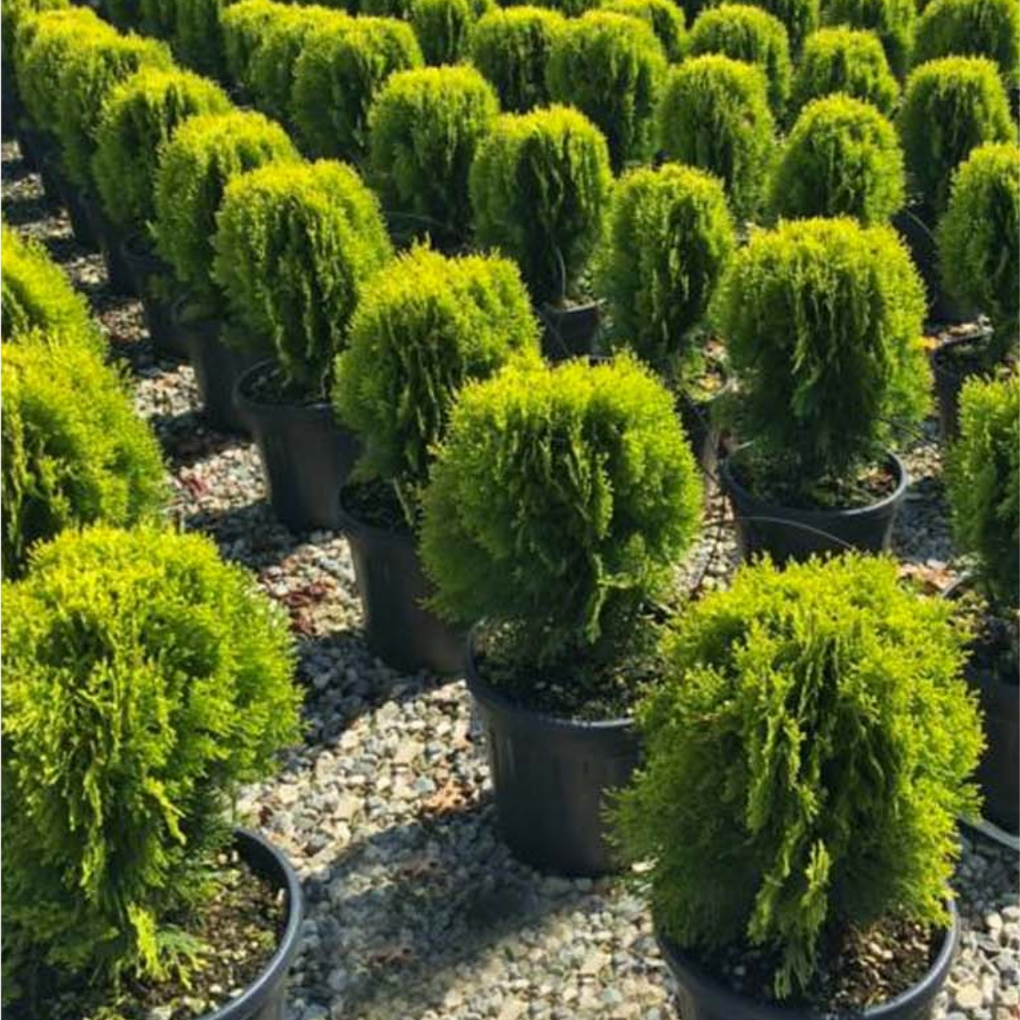 Golden Dwarf Biota - Thuja orientalis Nana Aurea