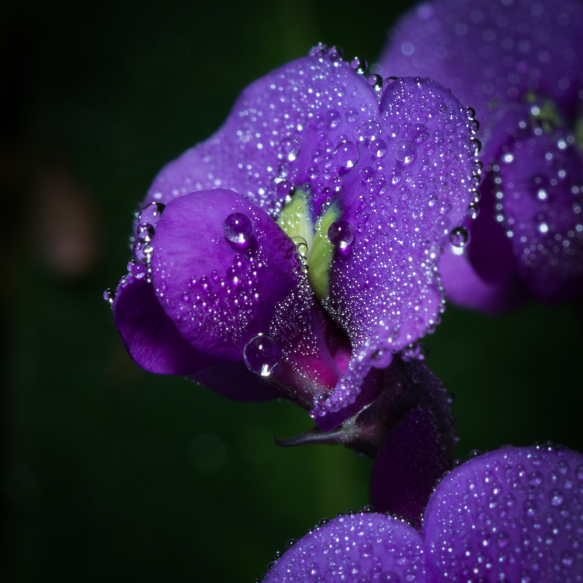Dwarf Native Wisteria - Hardenbergia violacea 'Mini Haha'