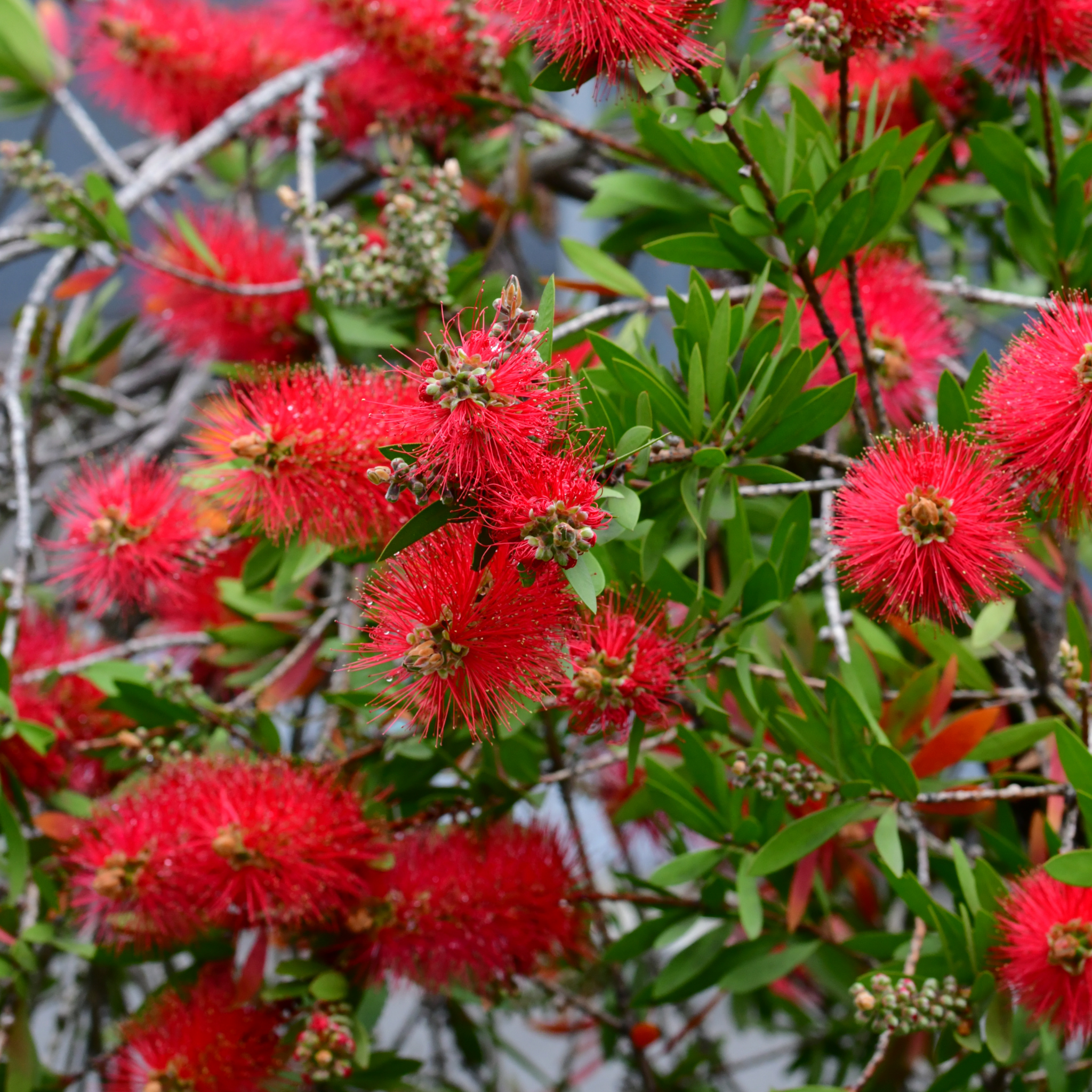 Kings Park Special Bottlebrush - Callistemon hybrida ‘Kings Park Special’