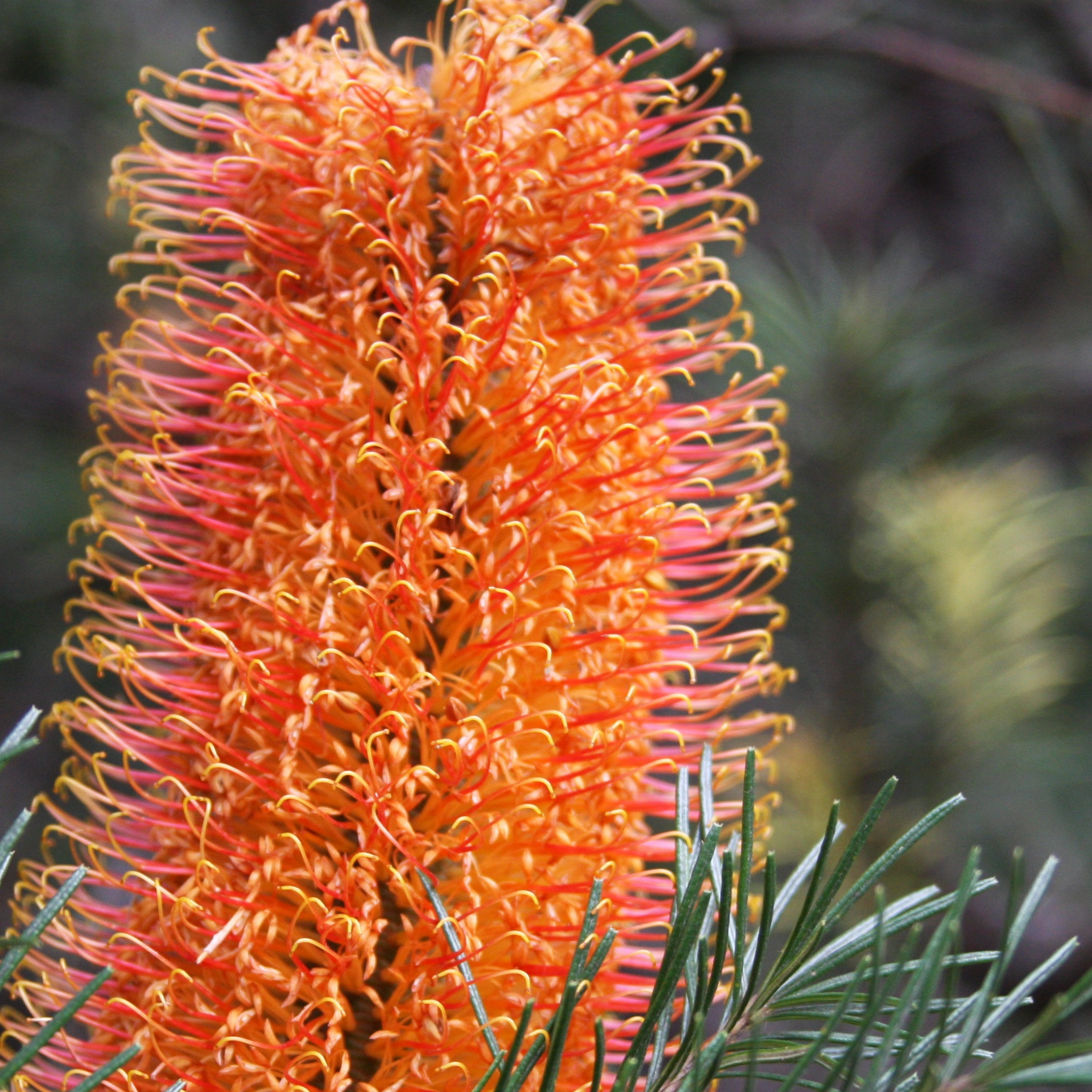 Close-up of an orange flower with green leaves on a blurred natural background