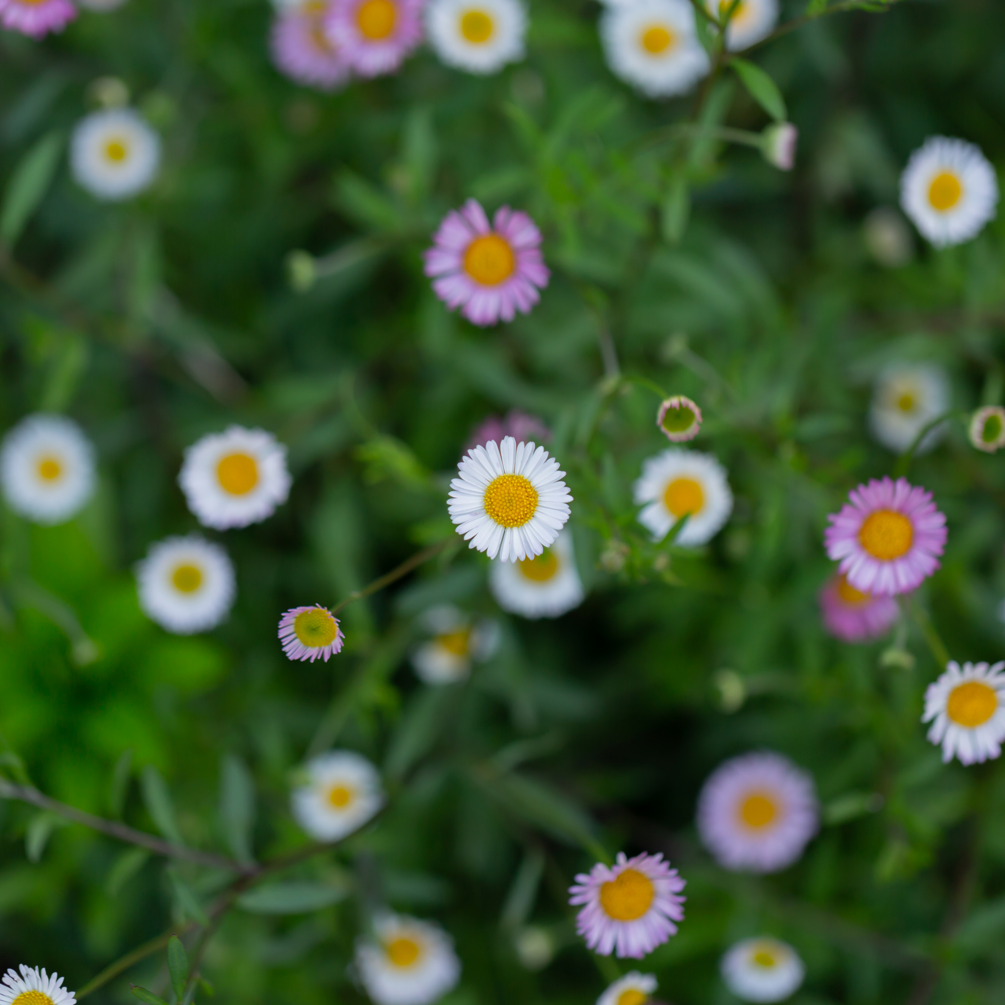 Seaside Daisy - Erigeron karvinskianus