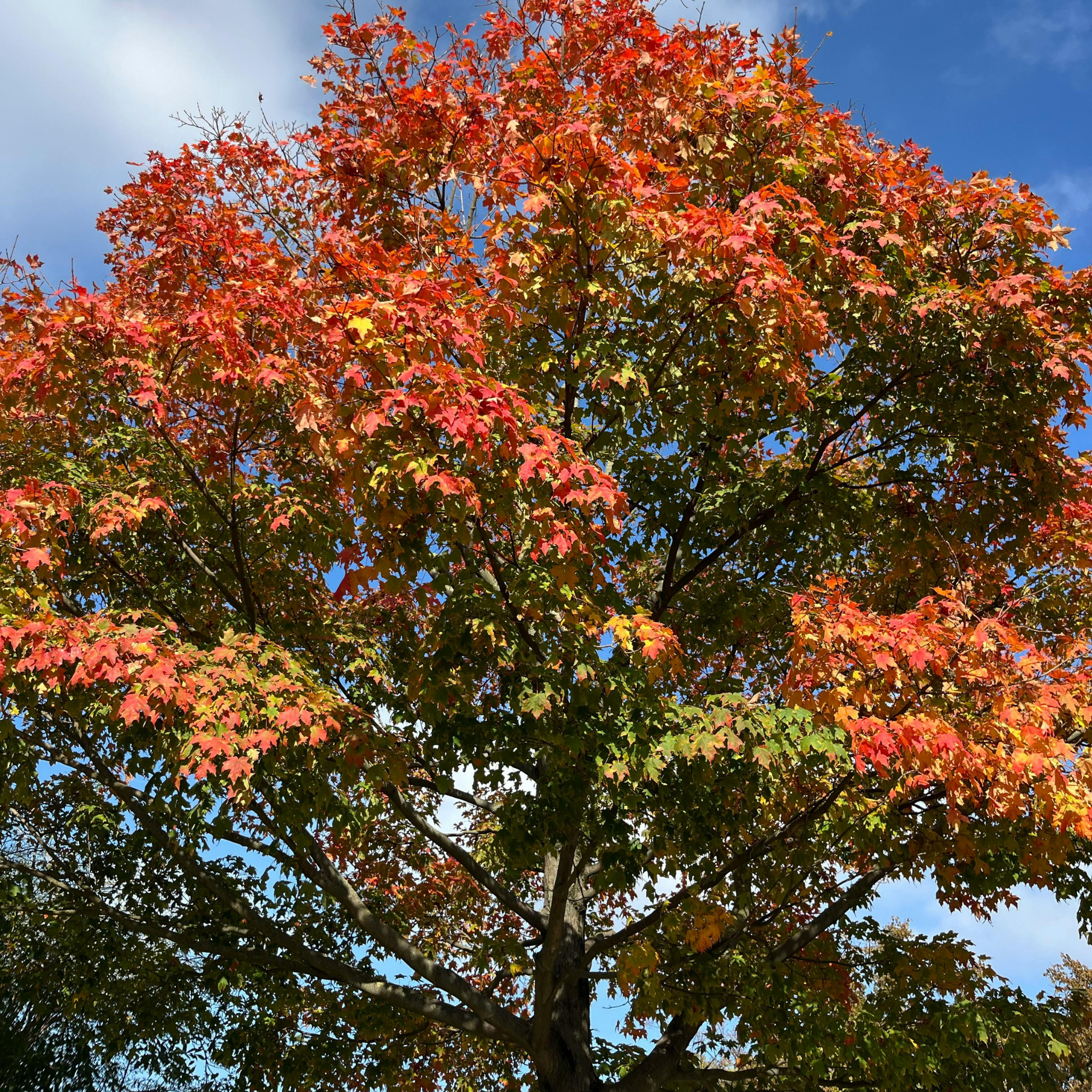 Tree with autumn foliage against a blue sky