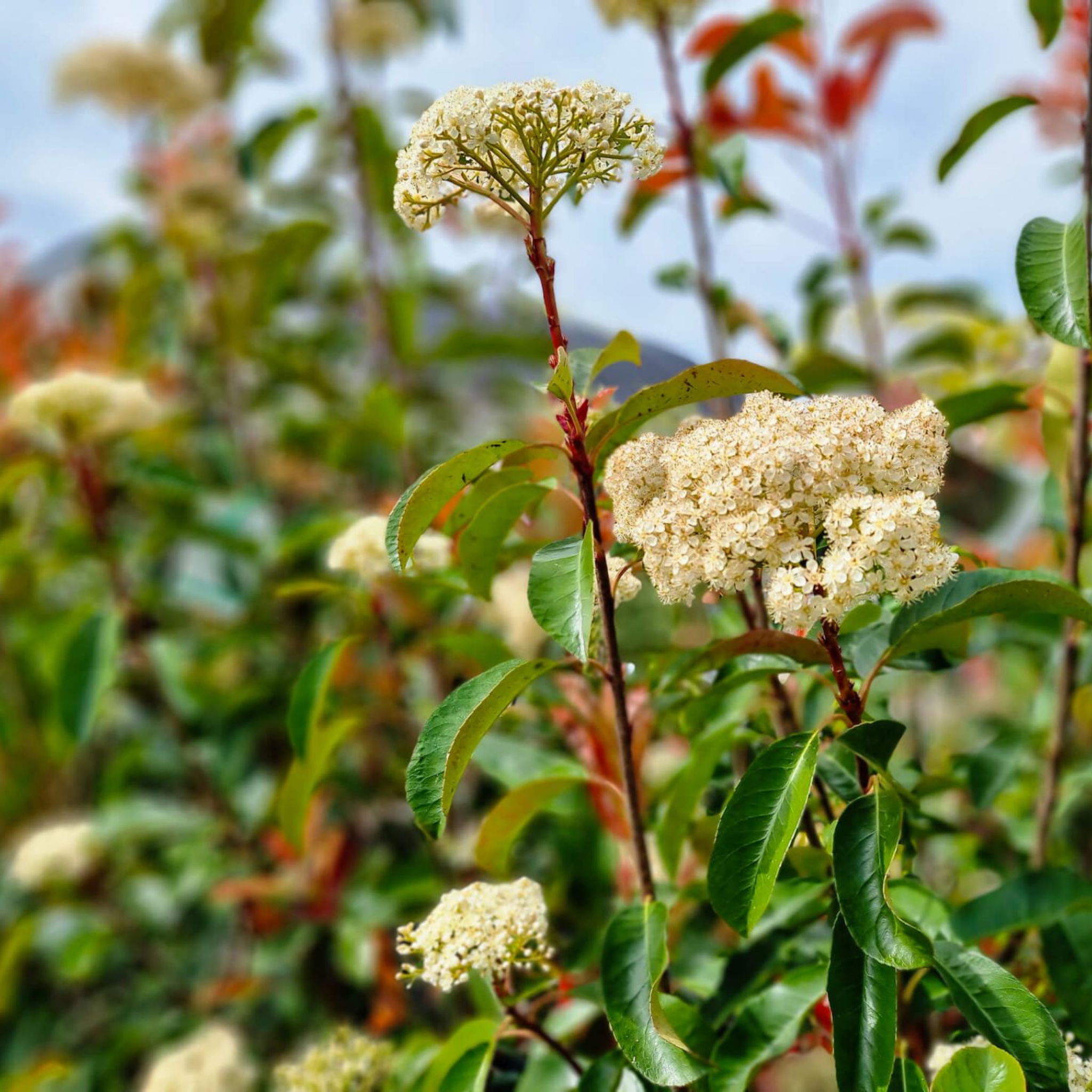 Floral branch with green leaves and white flowers against a blurred natural background