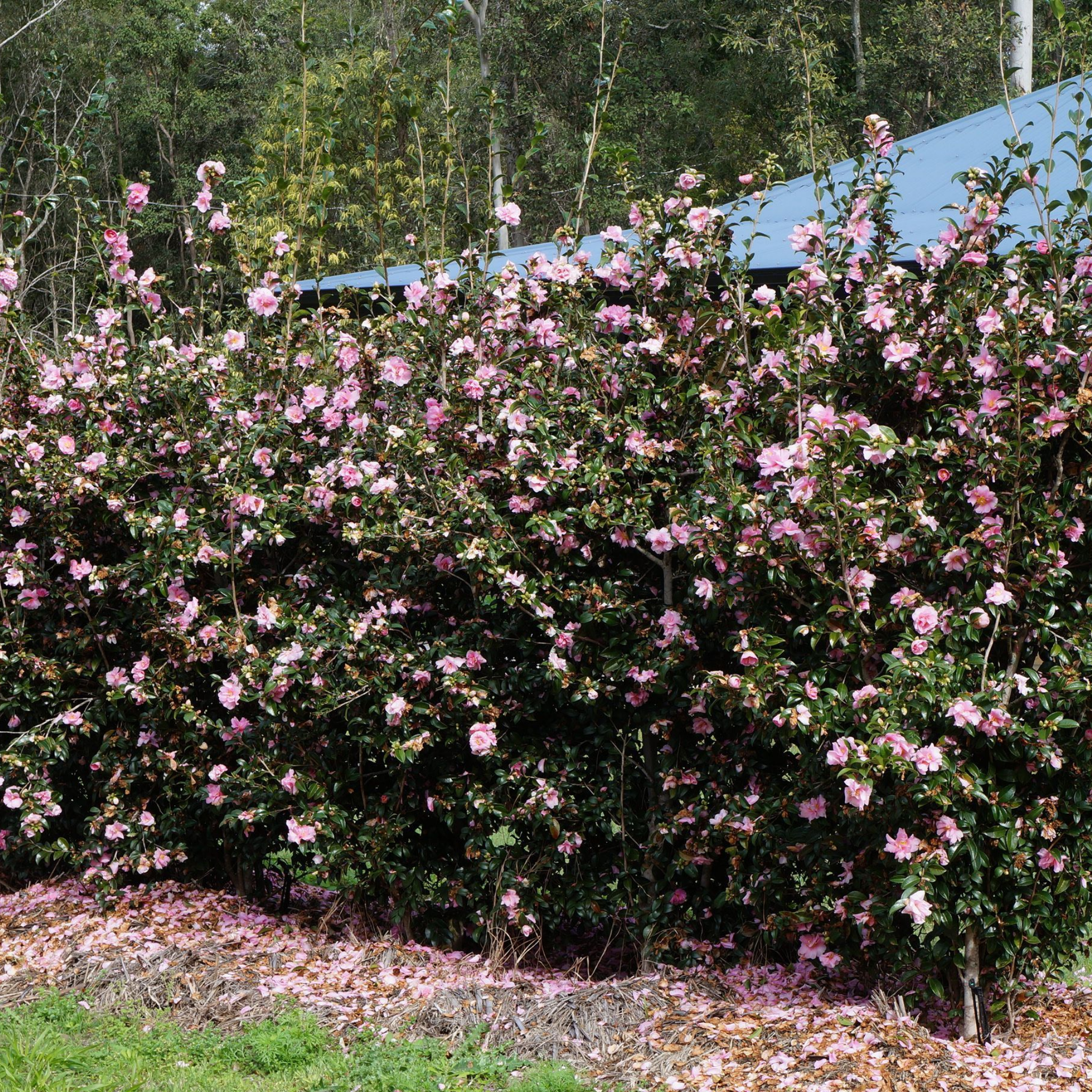 Camellia Jennifer Susan - Camellia sasanqua 'Jennifer Susan'