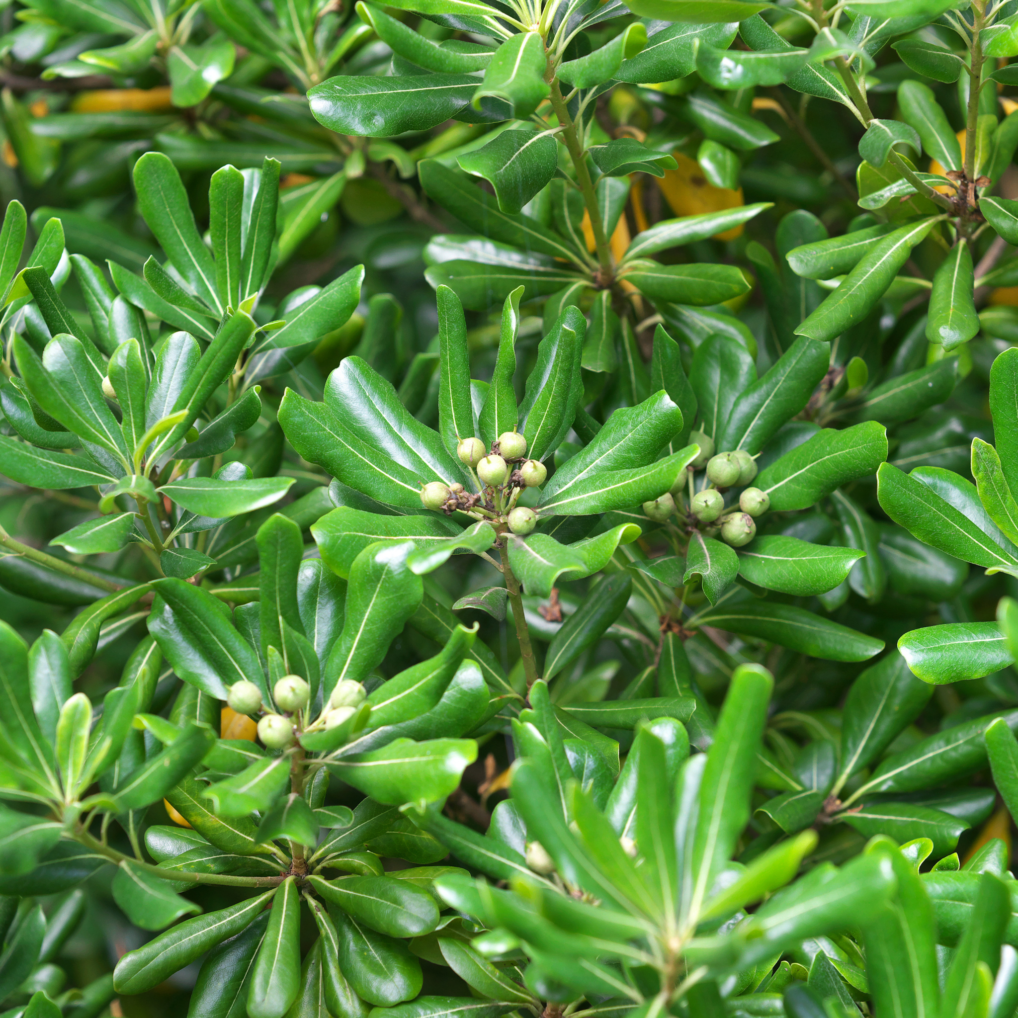 Close-up of green leaves with small buds on a bush