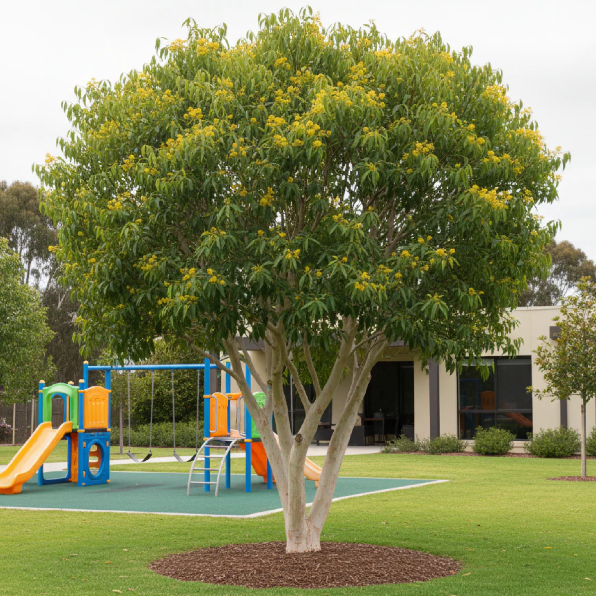 Tree with yellow flowers in a park with playground equipment
