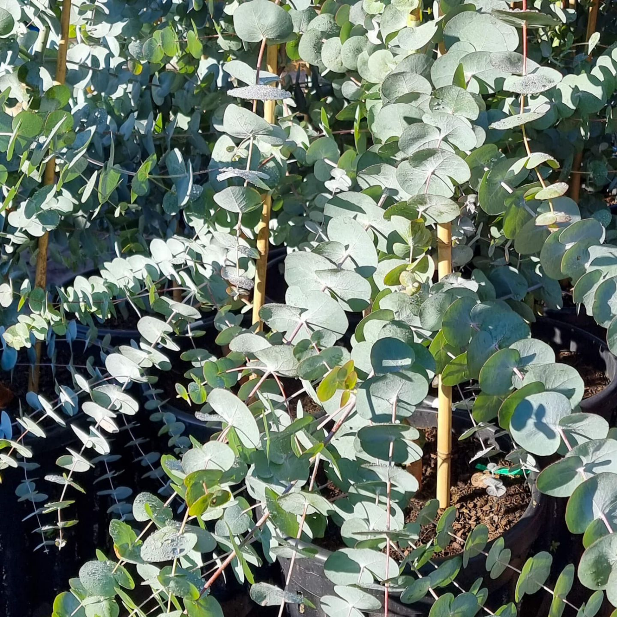 Silver Dollar Tree - Eucalyptus cinerea